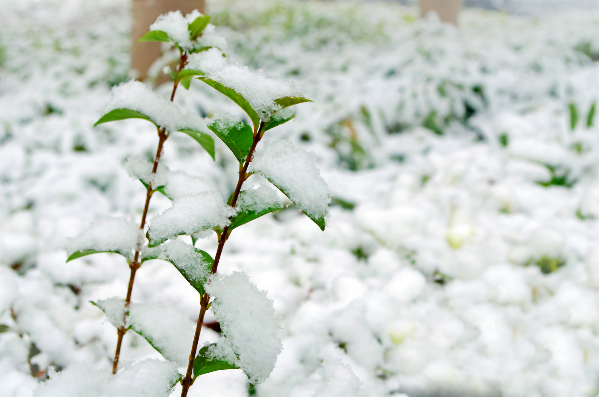 Snow On Leaves Free Stock Photo - Public Domain Pictures