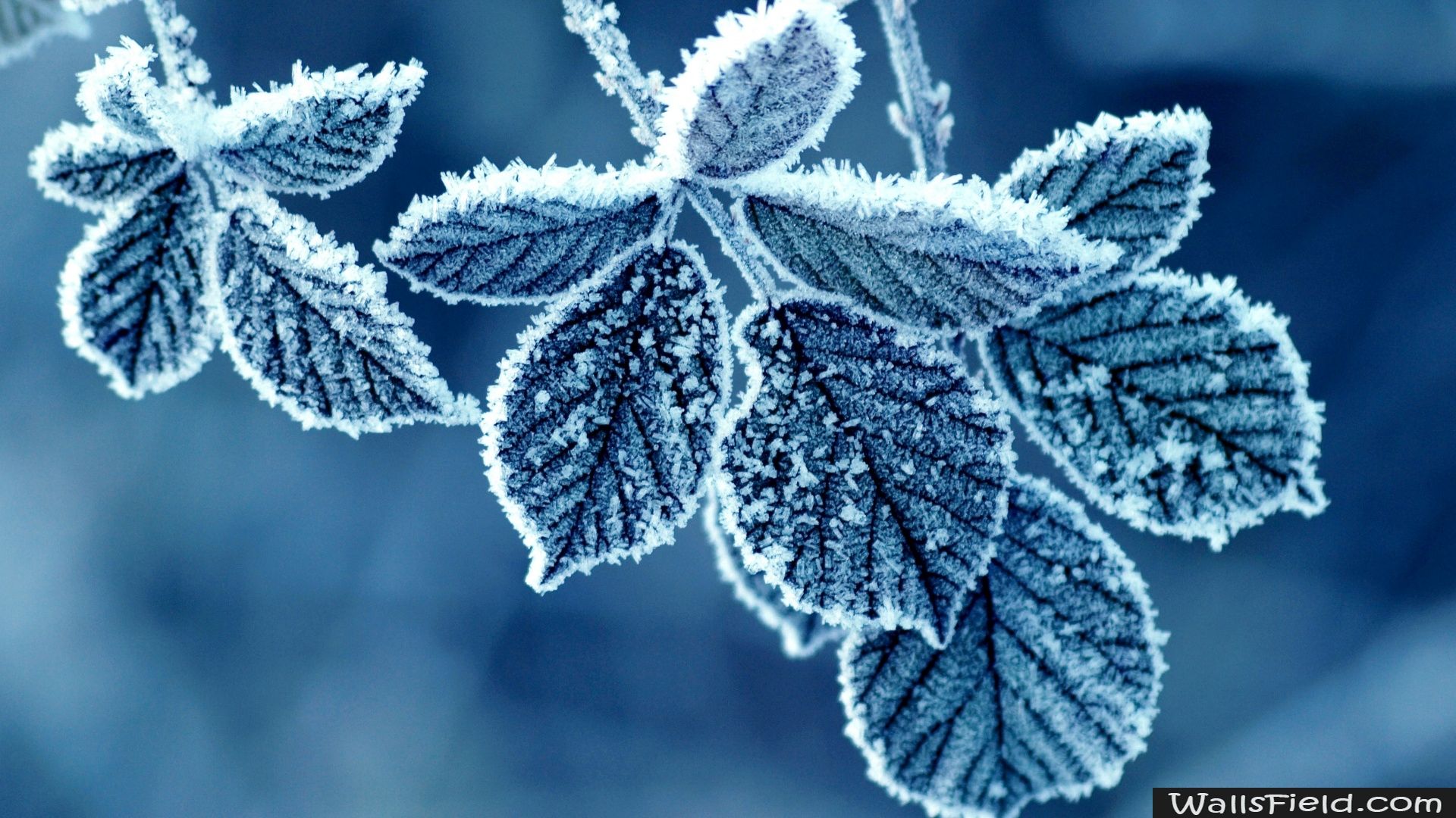 You can view, download and comment on Frozen Leaves free hd ...