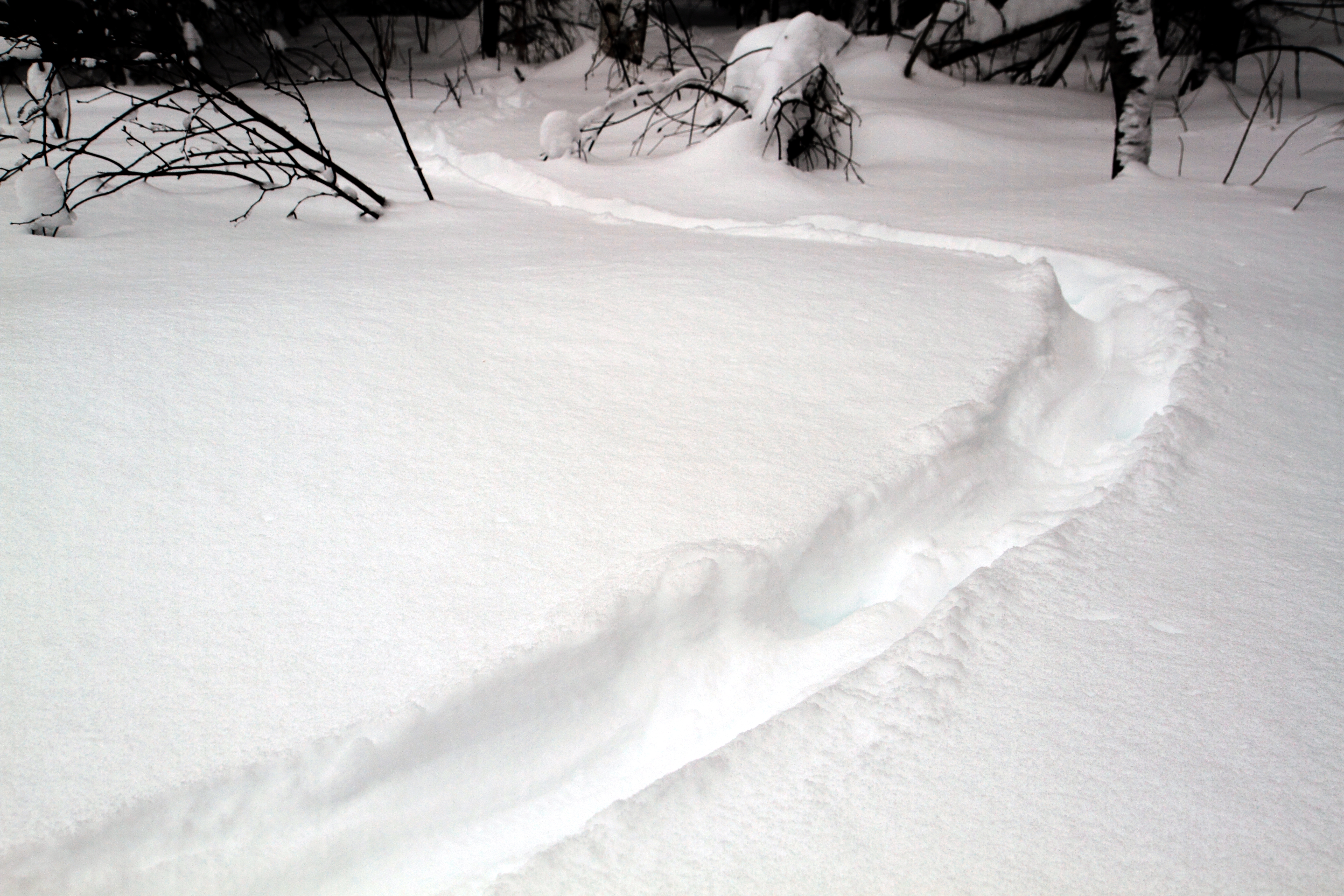 File:Lontra canadensis snow tracks 1.jpg - Wikimedia Commons