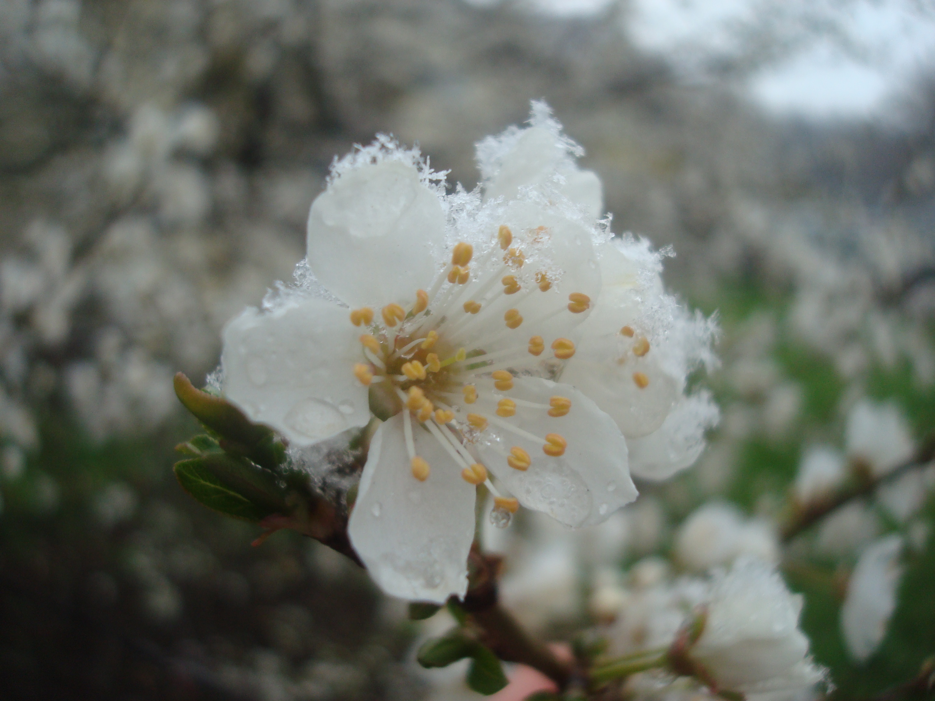 Snow on white blossoms photo