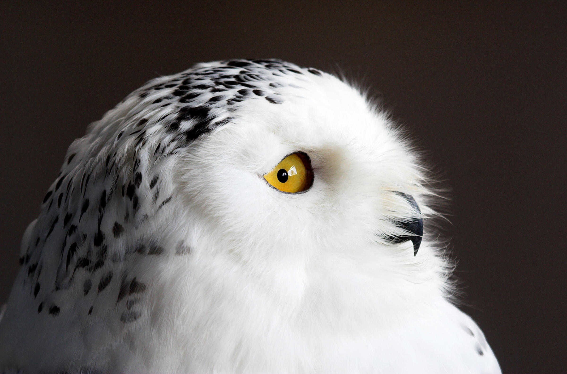 Snowy Owl | Audubon Field Guide