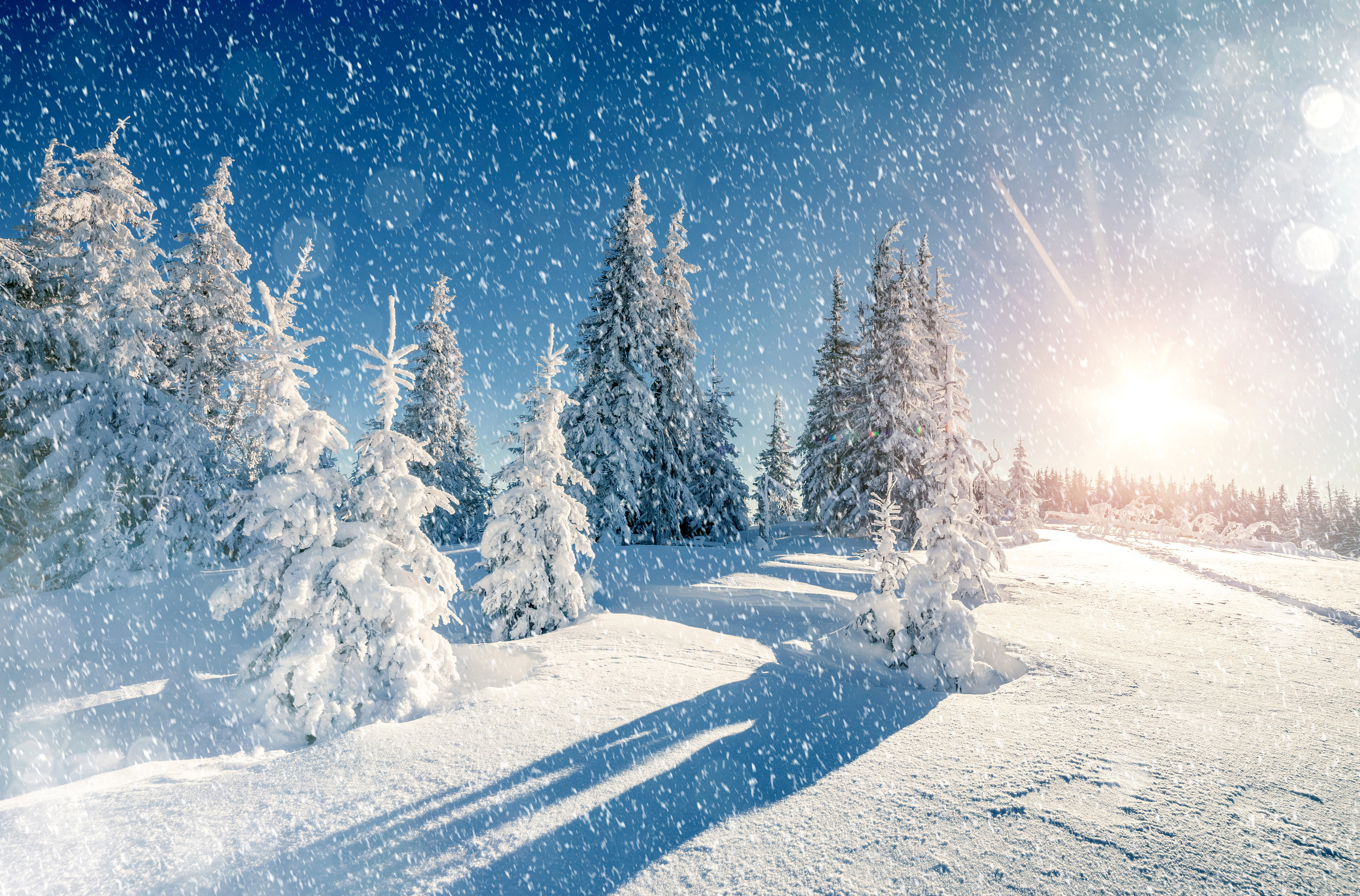 Winter Trees Snow Season 5k, HD Nature, 4k Wallpapers, Images ...