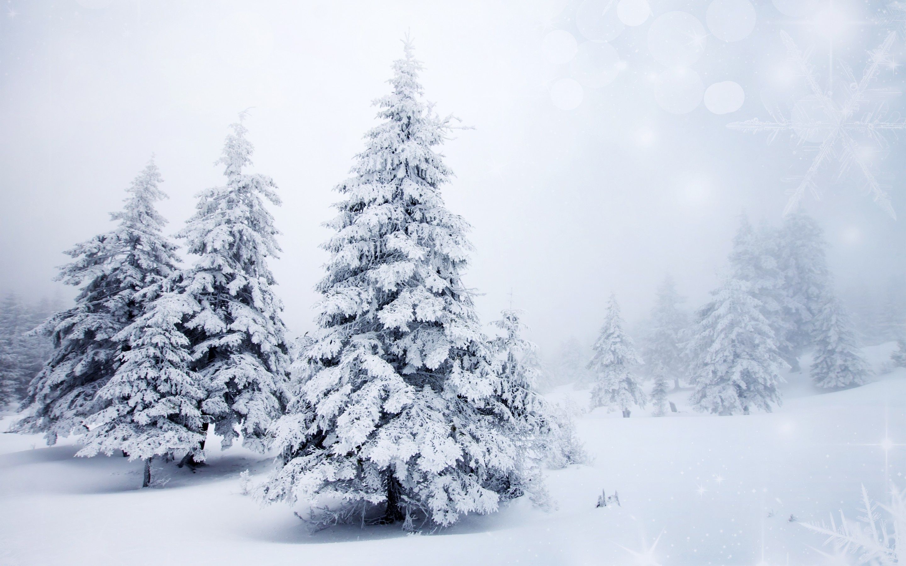 Awesome-Snow-Tree.jpg (2880×1800) | Деревья | Pinterest | Snow ...