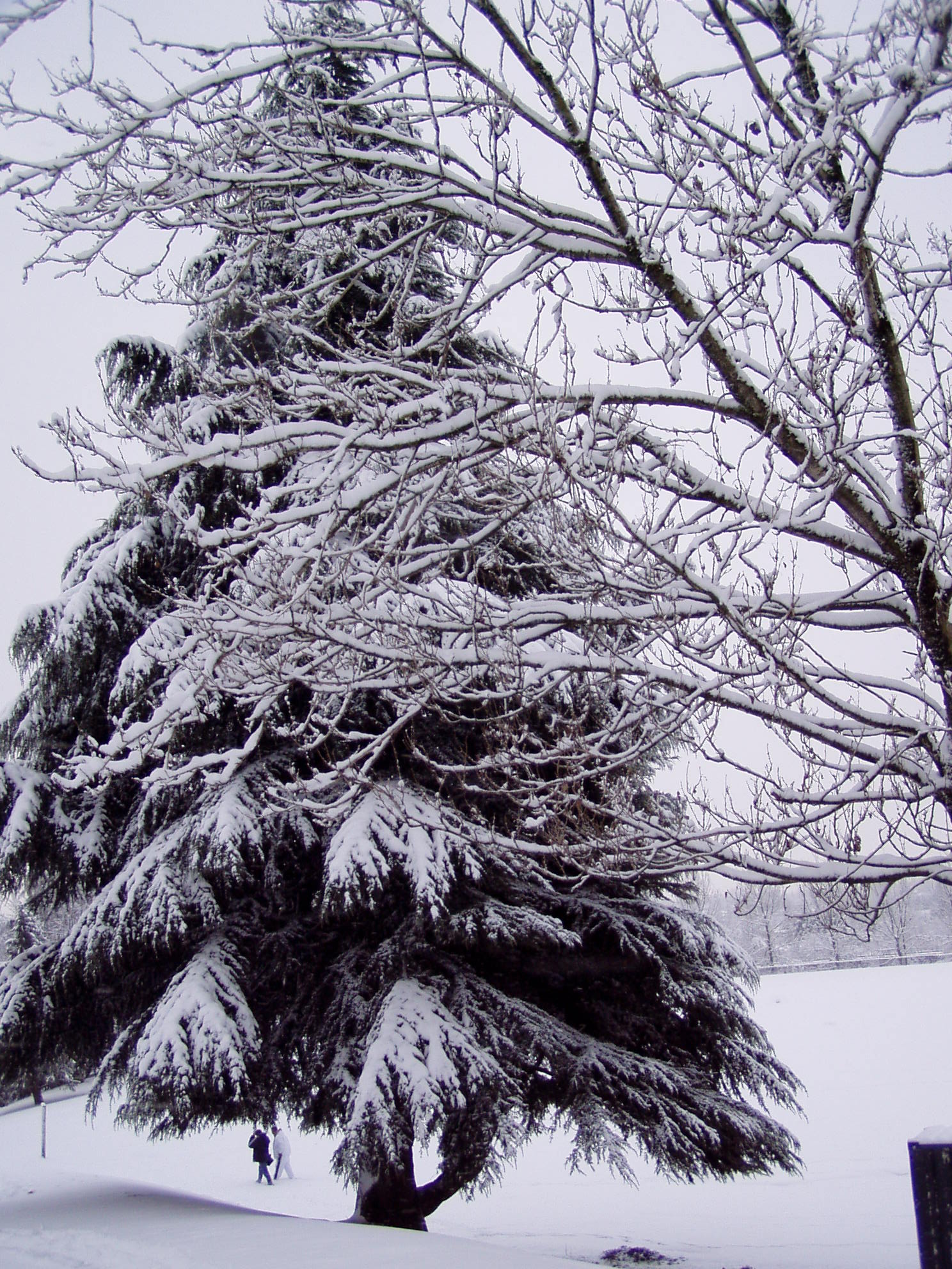 Snow tree photo