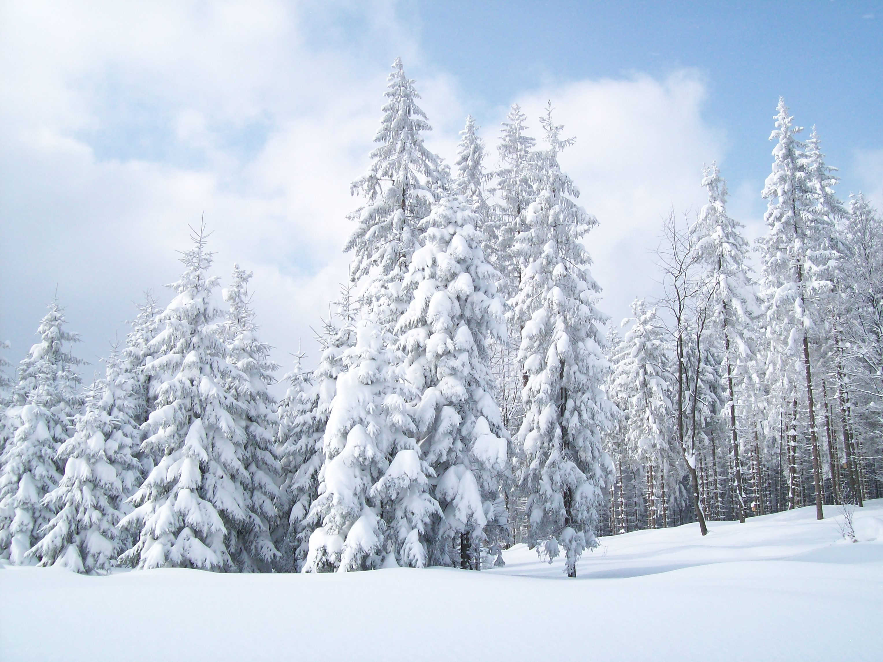 Snow Tree White (id: 18218) – BUZZERG