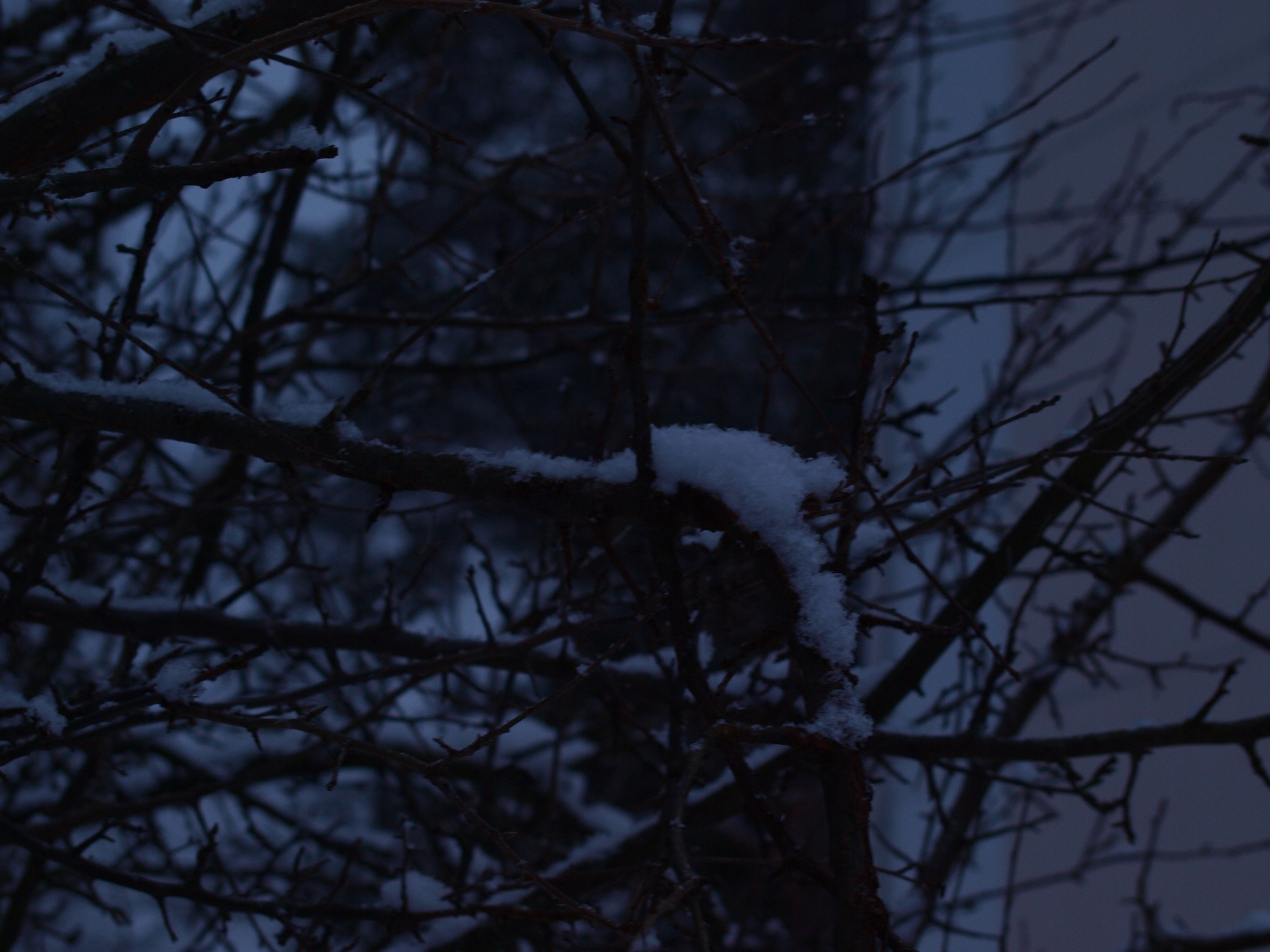 Snow tree, Cold, Day, Finland, Snow, HQ Photo