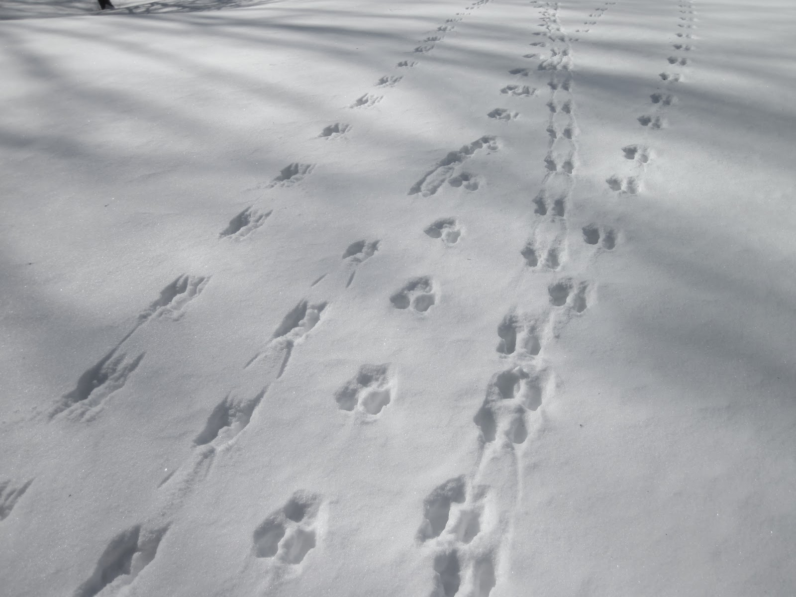 Animal Tracks in Sand & Snow | Nature on the Edge of New York City