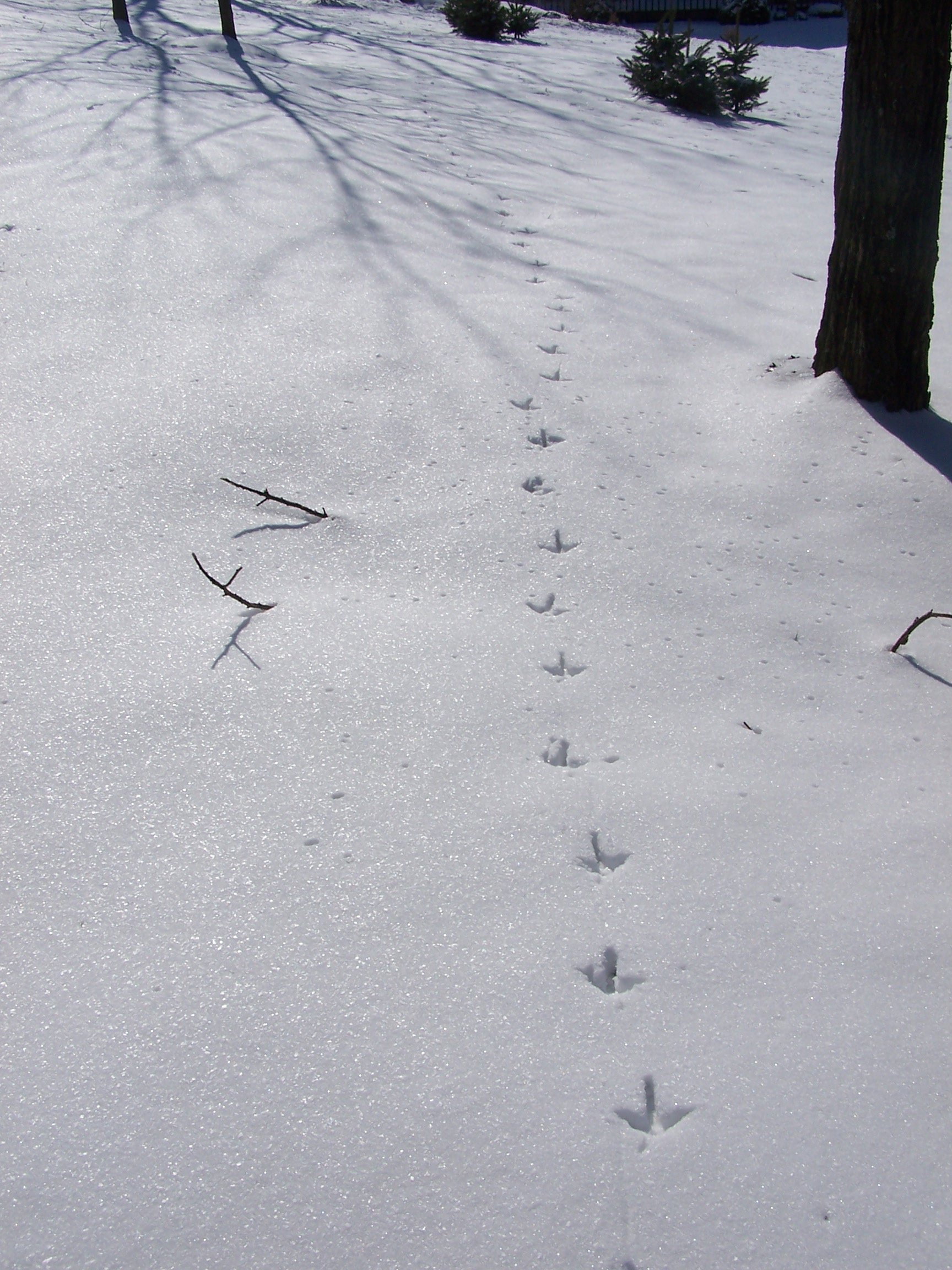 File:Turkey tracks in the snow.jpg - Wikimedia Commons