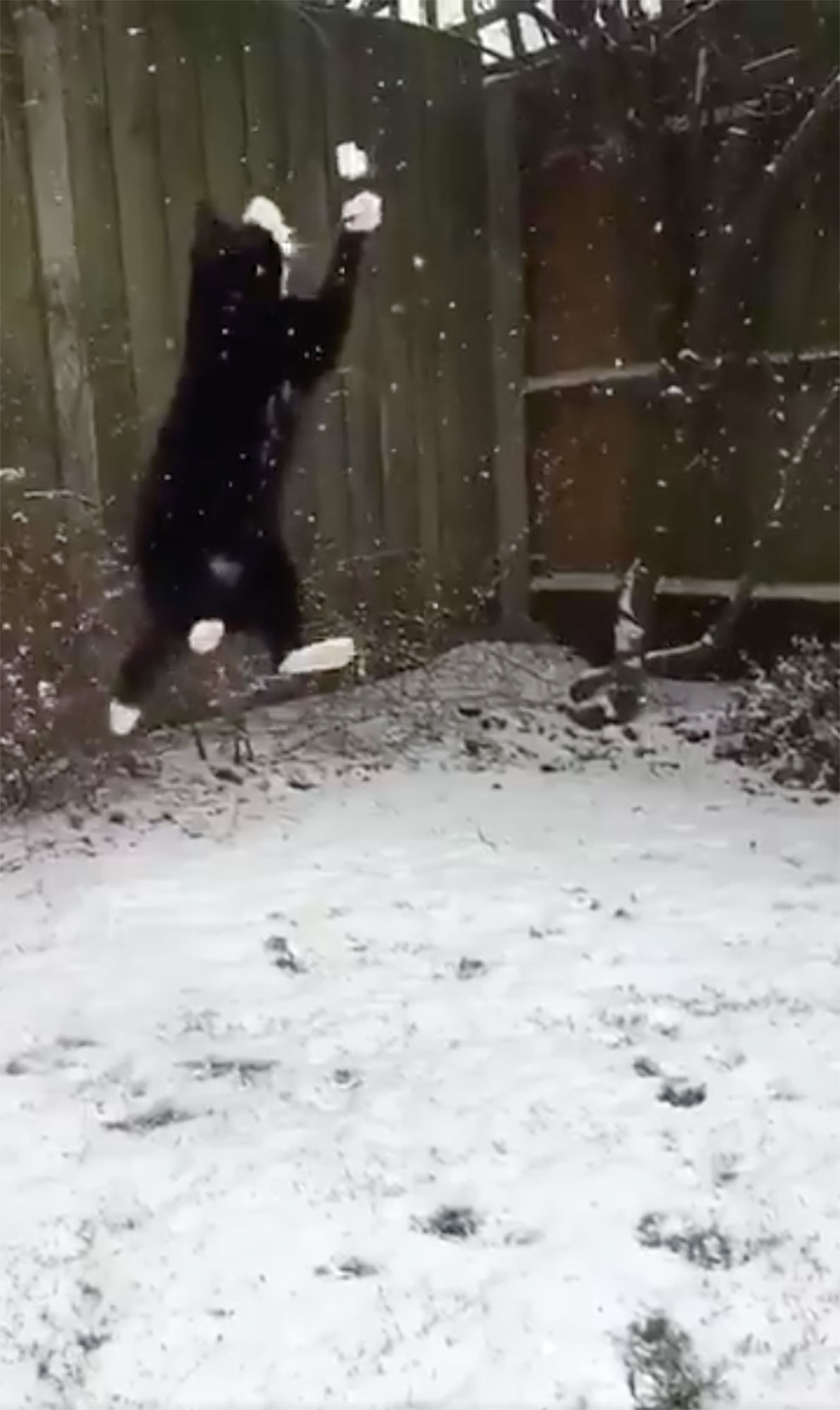 Cat Catches Snowball Twitter Video | PEOPLE.com