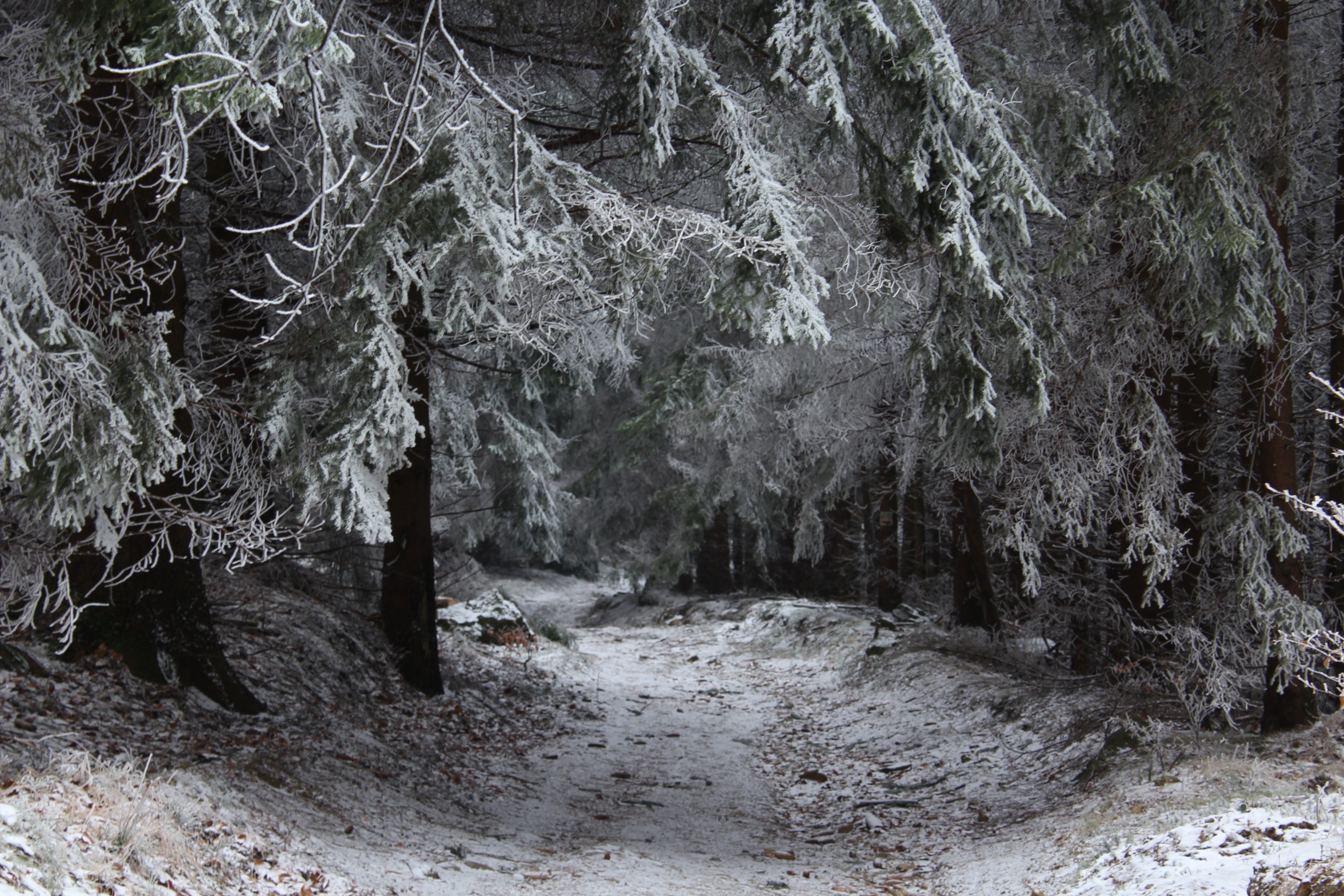 Snowcapped trees photo