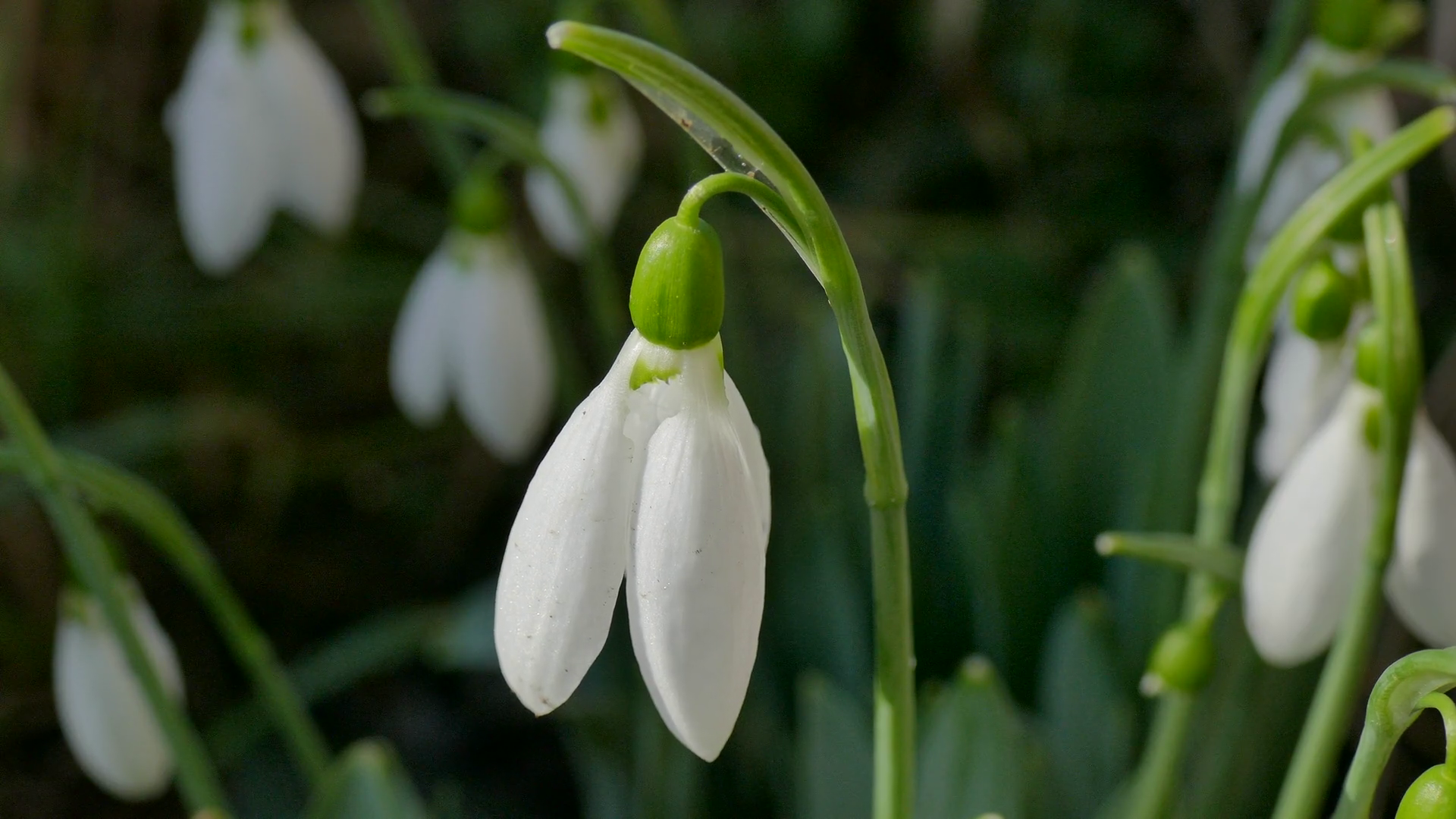 Blooming snowdrop. The first flower of spring. Stock Video Footage ...