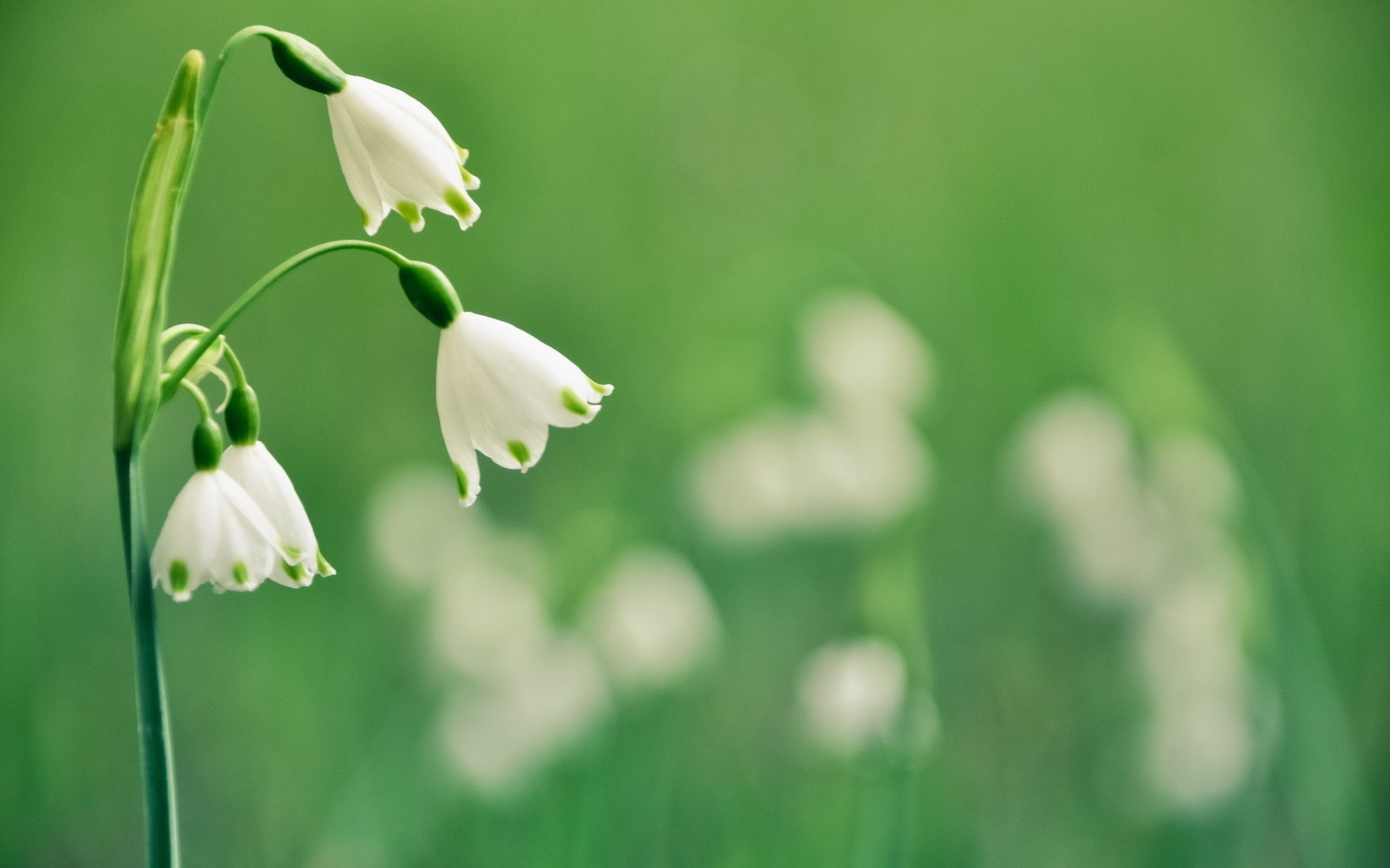 102 Snowdrop HD Wallpapers | Background Images - Wallpaper Abyss