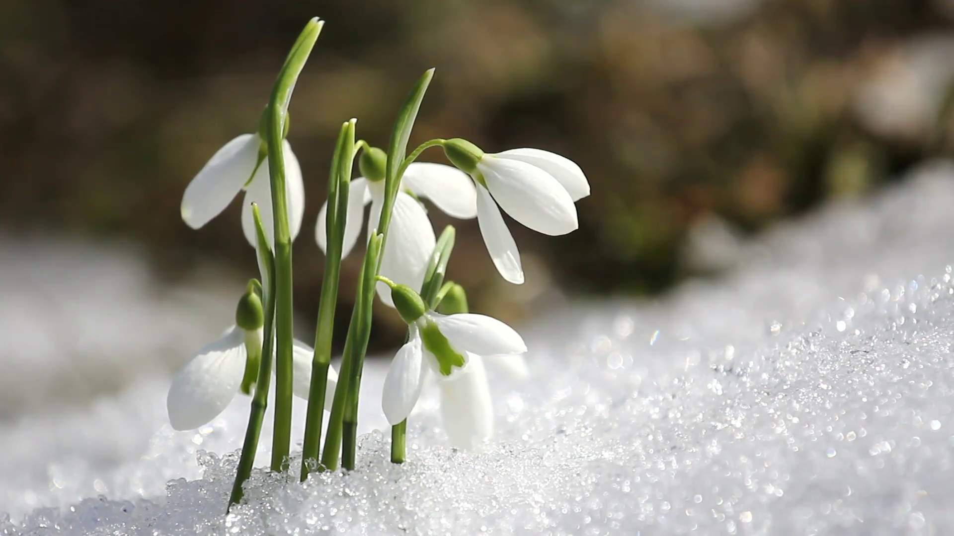 Snowdrops flowers from the snow, ending winter and coming spring ...