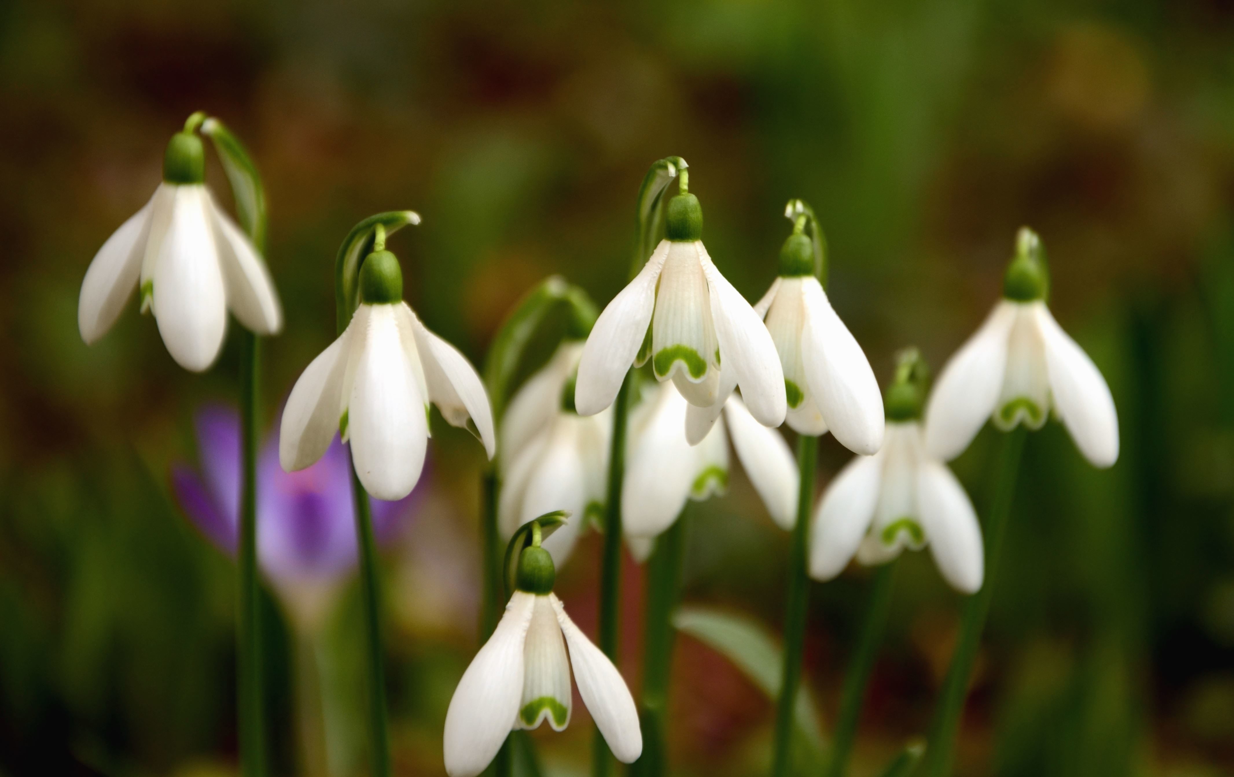 Free picture: snowdrop, flower, spring, haulm, plant, leaf
