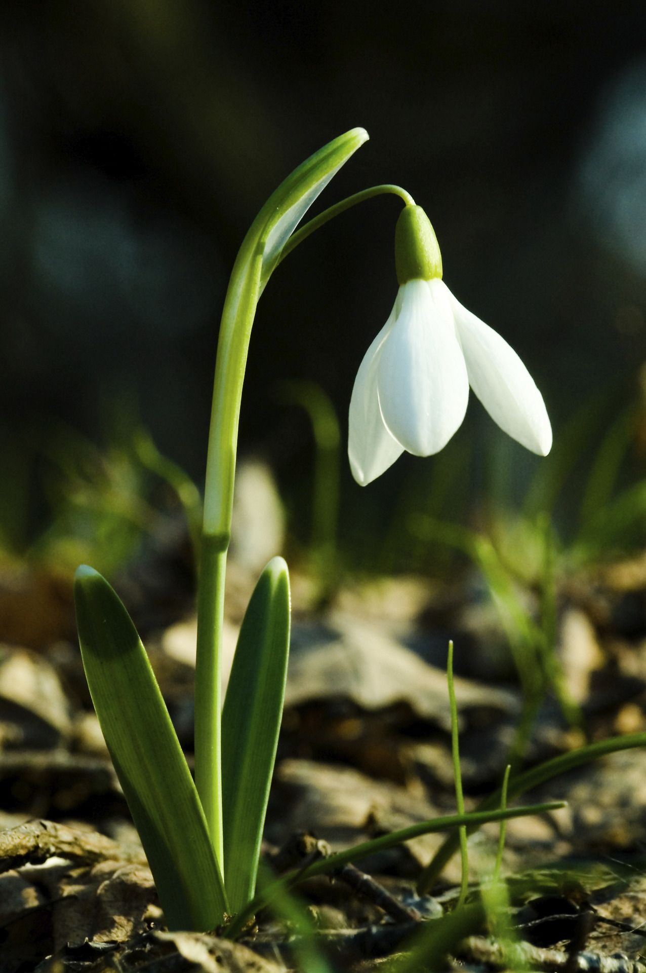 Snowdrop. | flowers 2 | Pinterest | English, Flowers and Flora