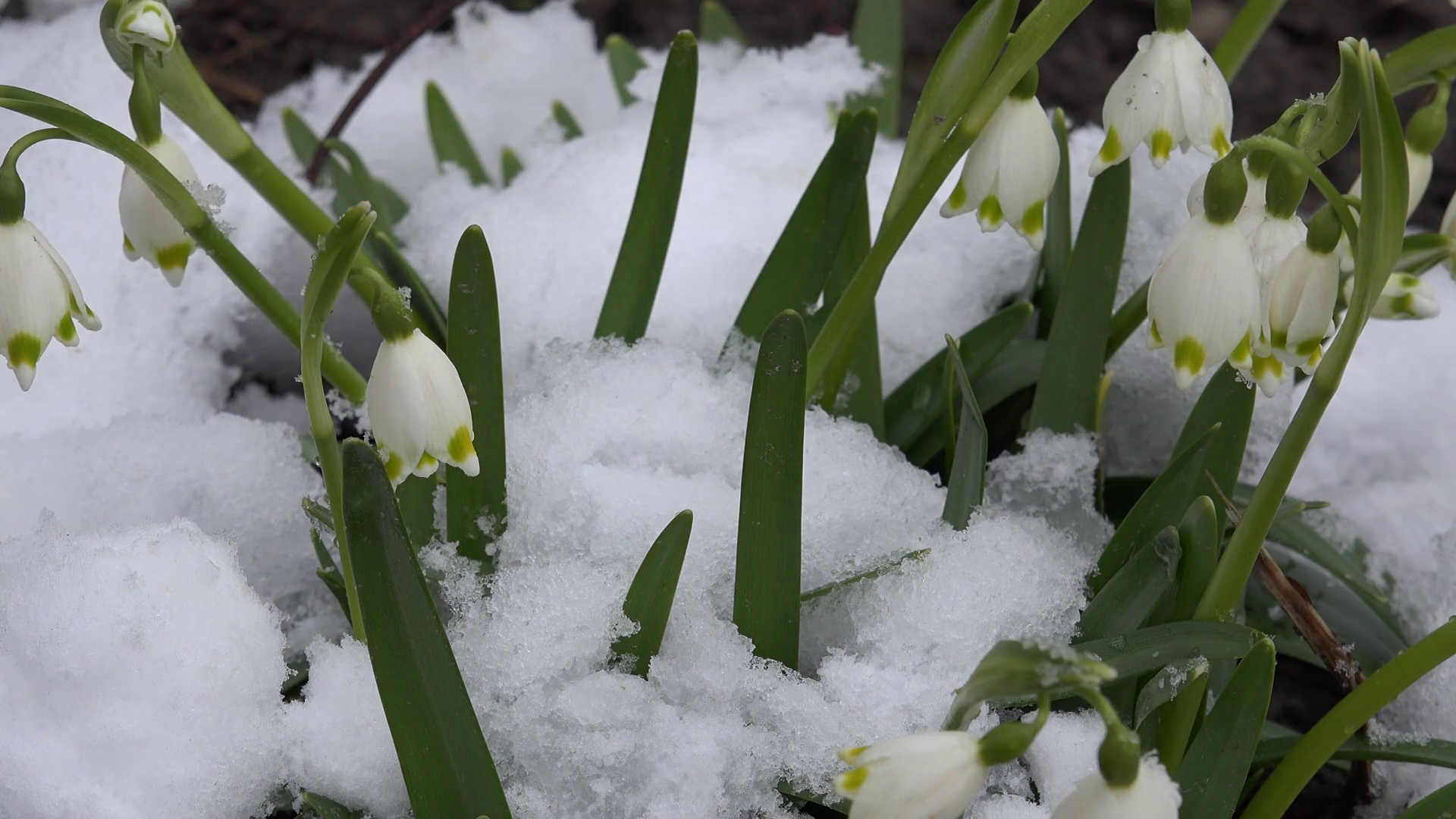 4K Snow fall on snowdrop flower snow-bell blowing in spring day ...