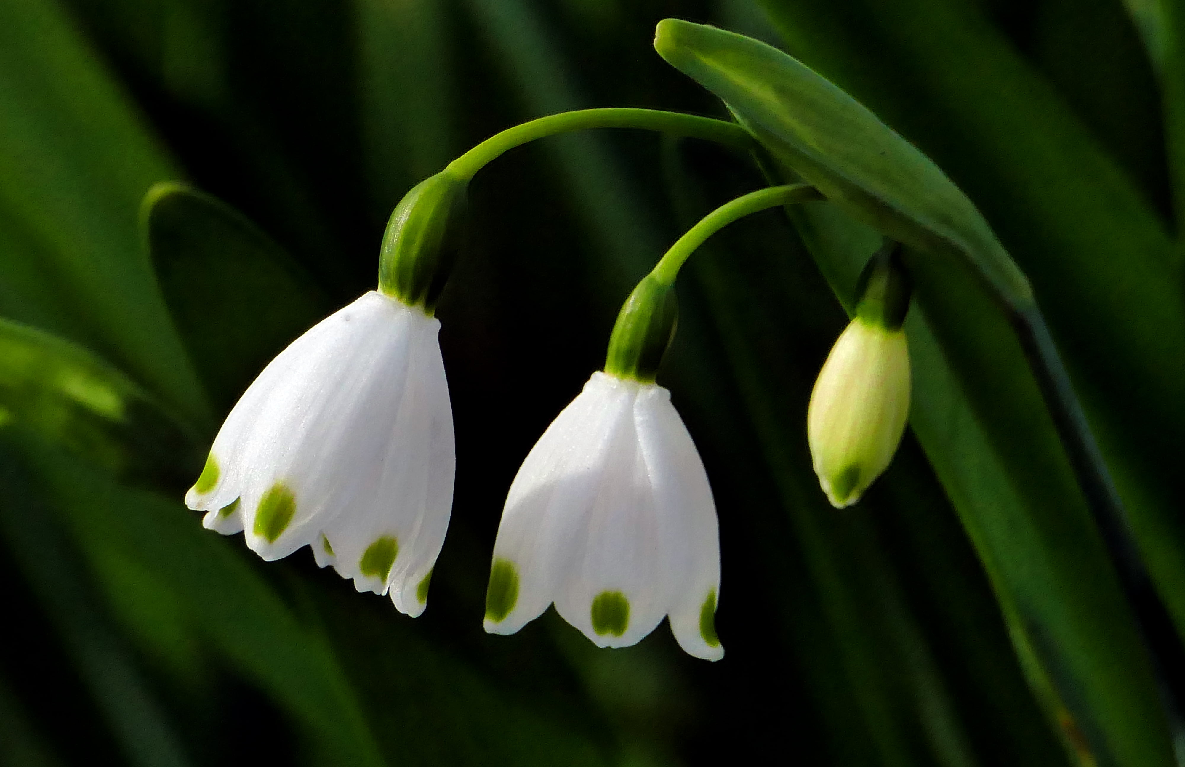 White and green Snowdrop flower during daytime HD wallpaper ...
