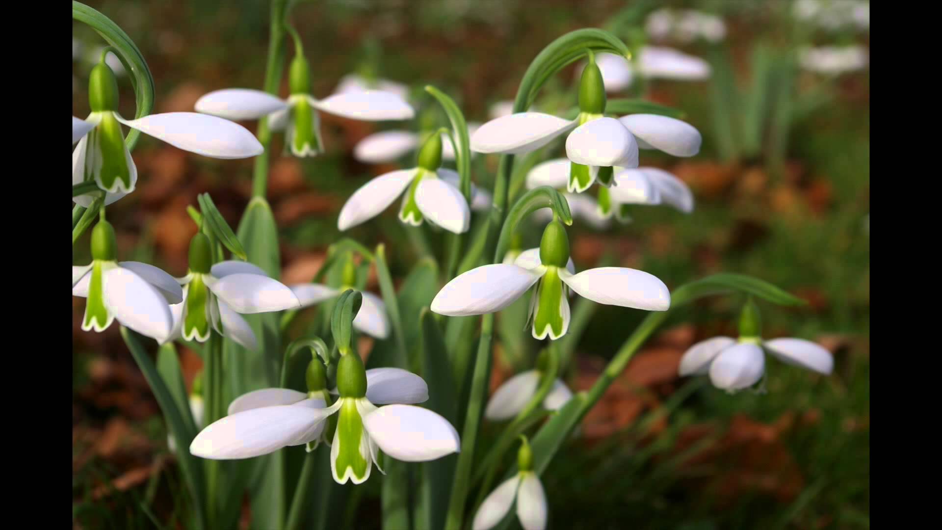 Snowdrop flower brightens Irish winter - YouTube