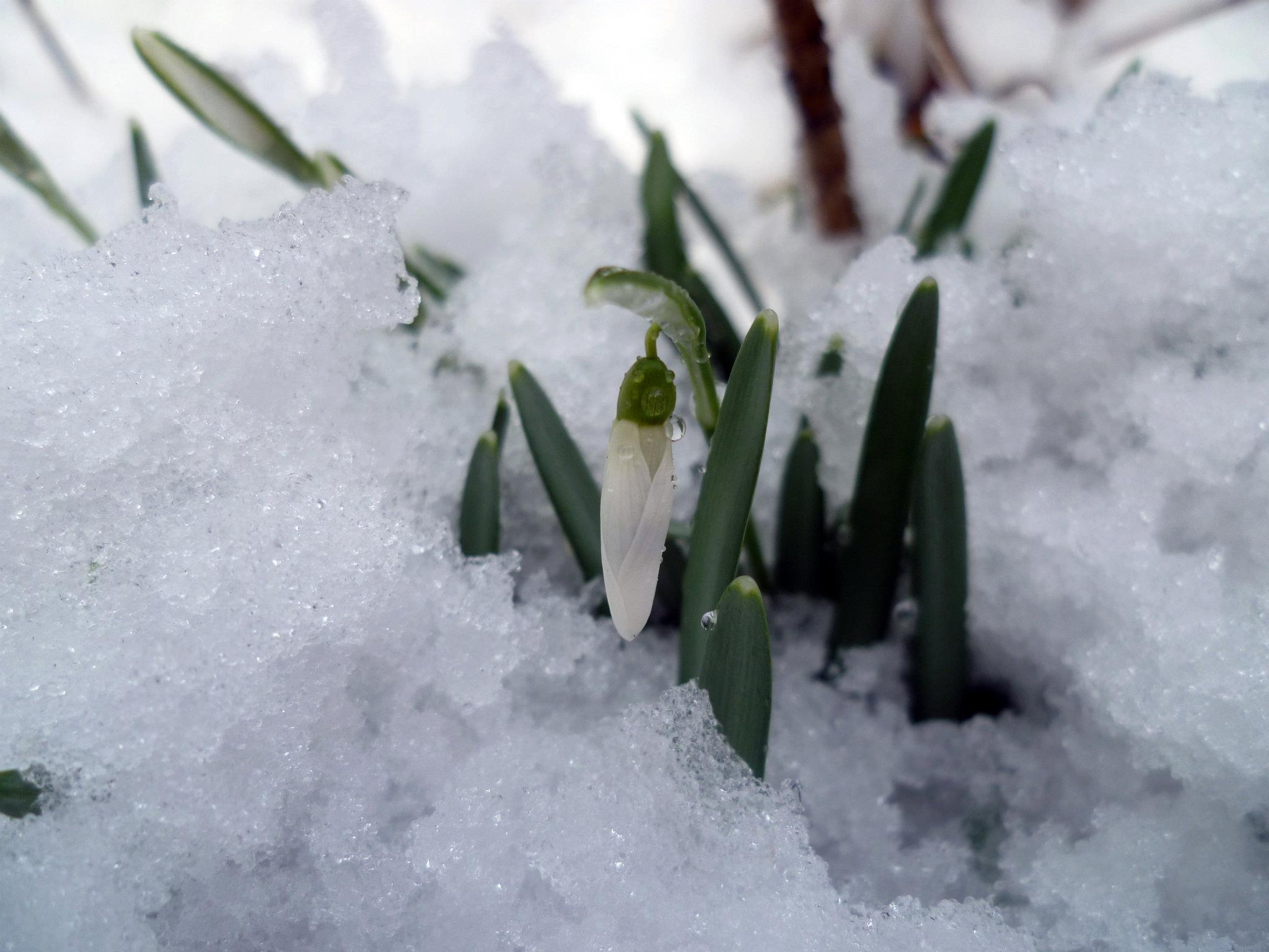 Snowdrop – the flower of promise | Mrs Apis Mellifera