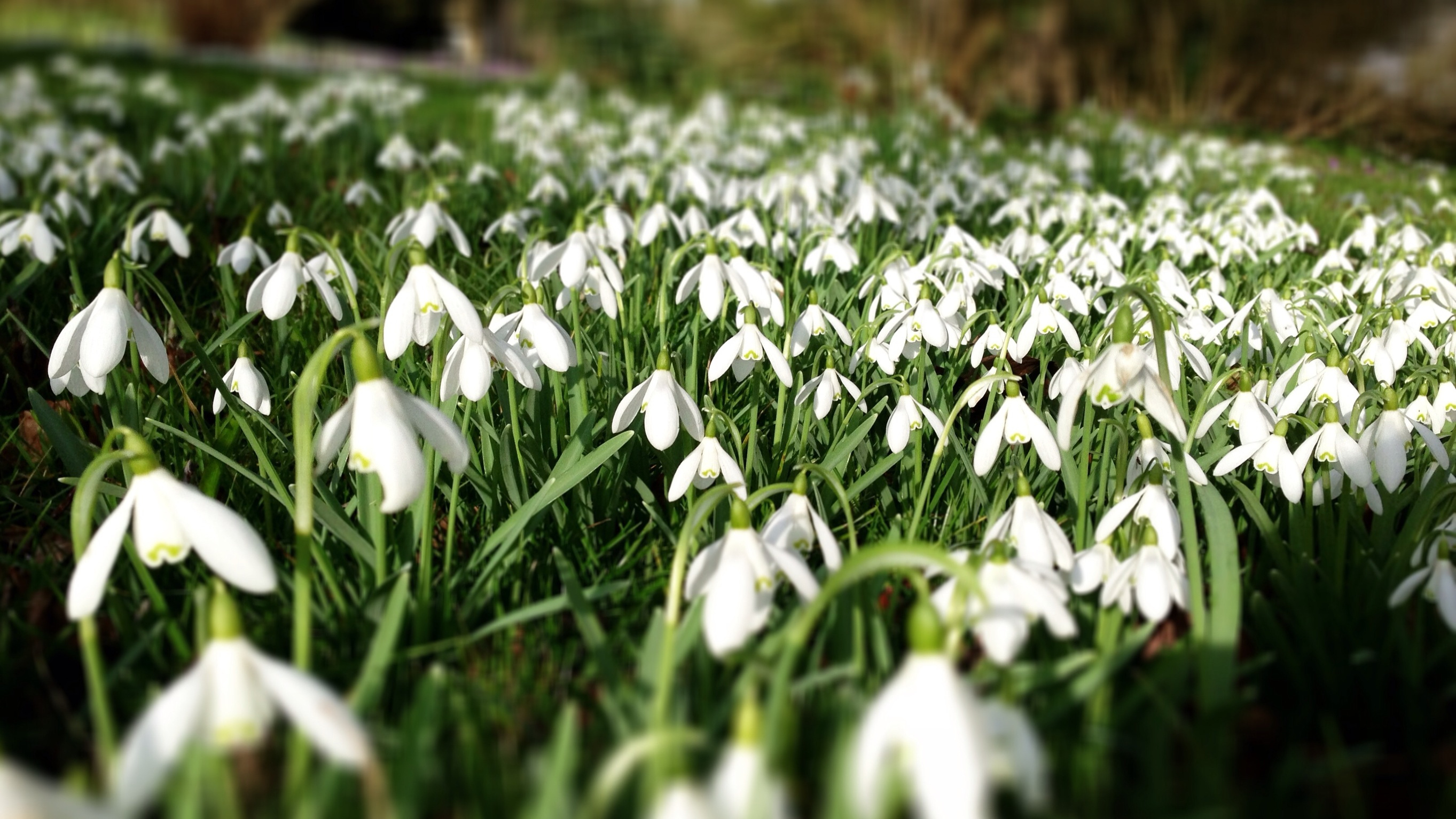 Snowdrops guide: facts, how to grow and the best walks around the UK ...