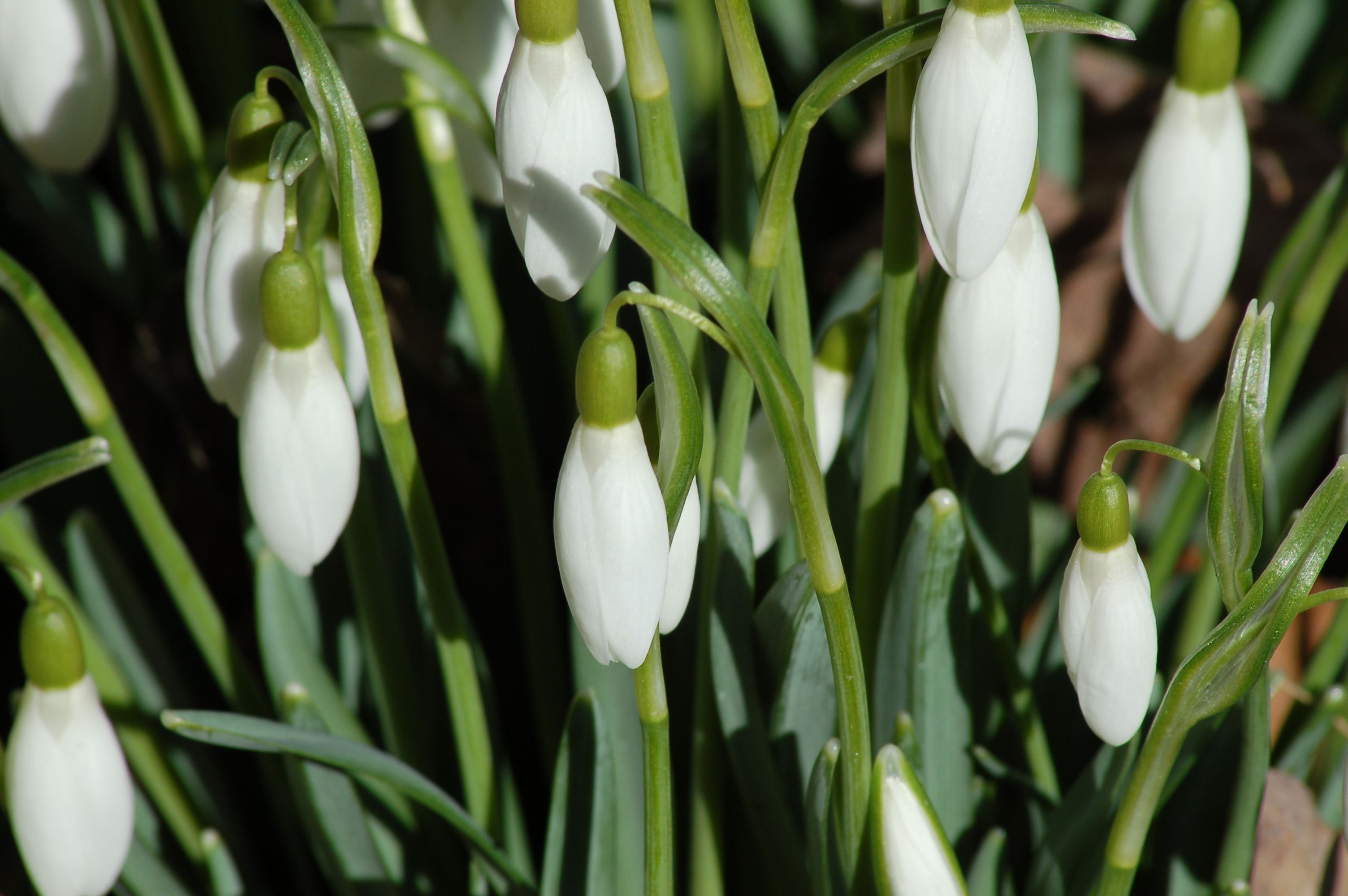 How to Grow and Care for Snowdrop Flowers