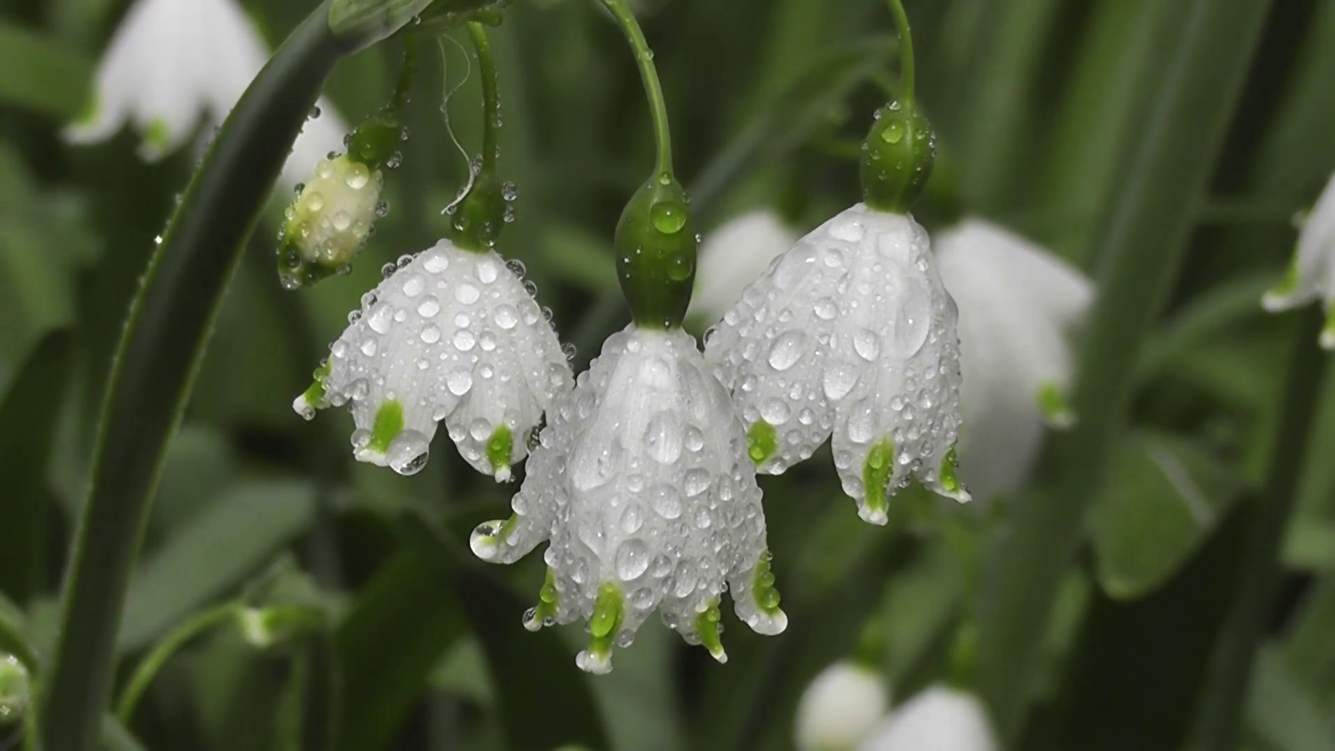 Close up Rain Soaked Snowdrop Flowers in Spring Breeze Stock Video ...