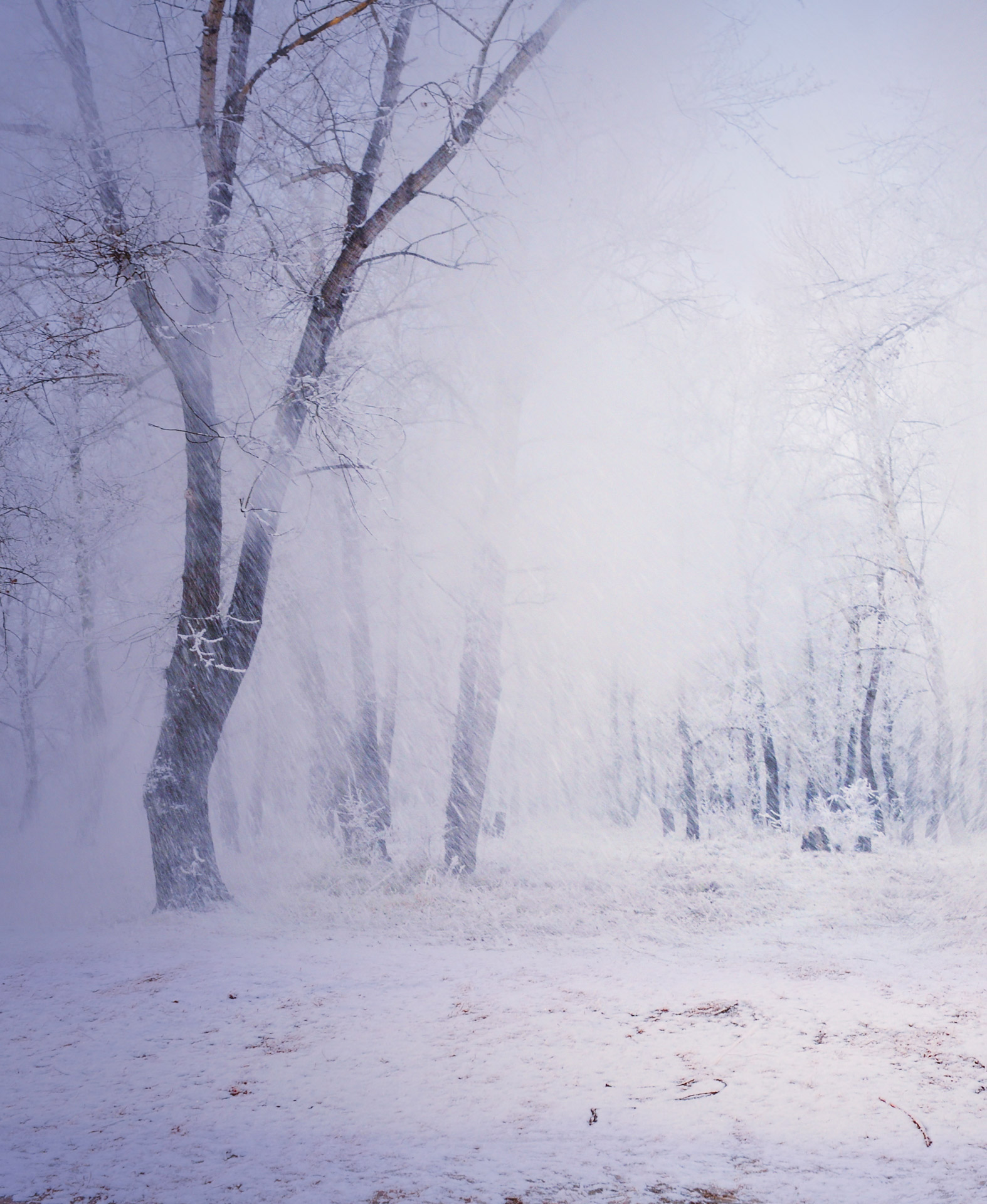 Snowfall Free Stock Photo - Public Domain Pictures