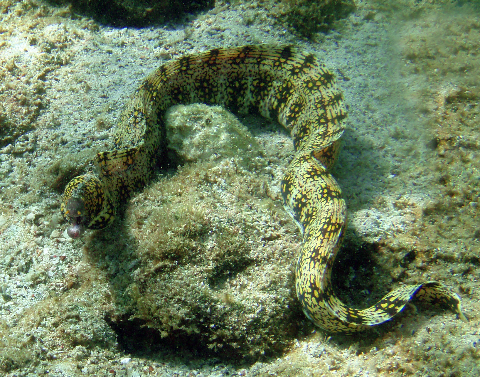 Snowflake moray eel photo
