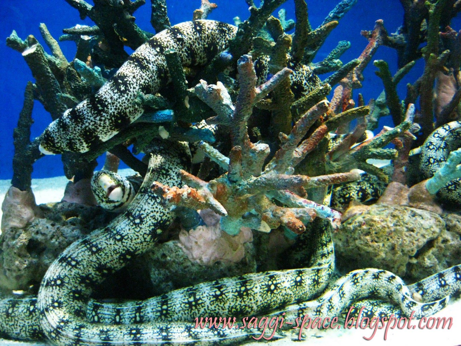 Snowflake Eel | snowflake moray eel | Habitats of Oceans/Seas ...