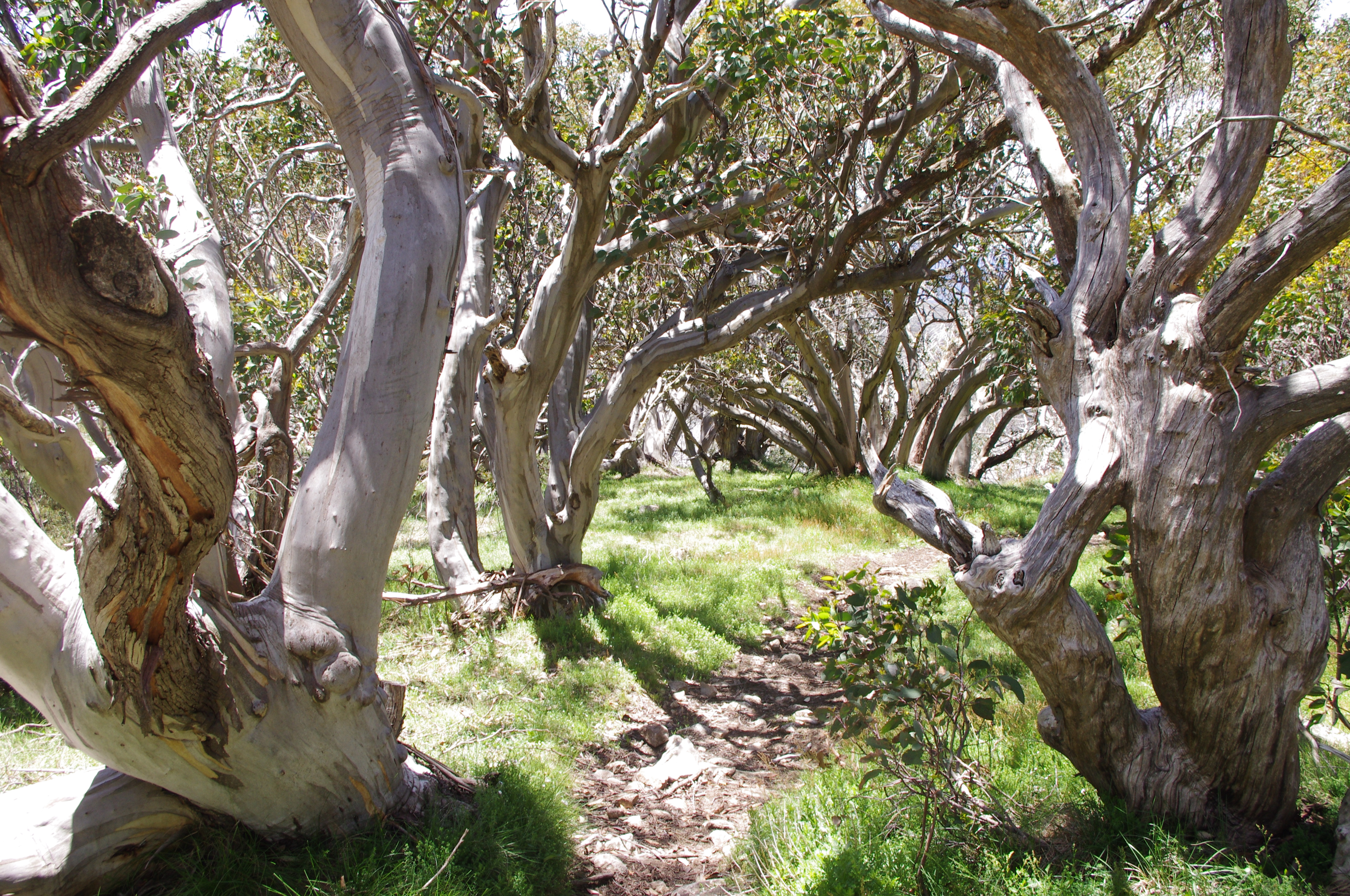 More fires – less snow gums? – Mountain Journal