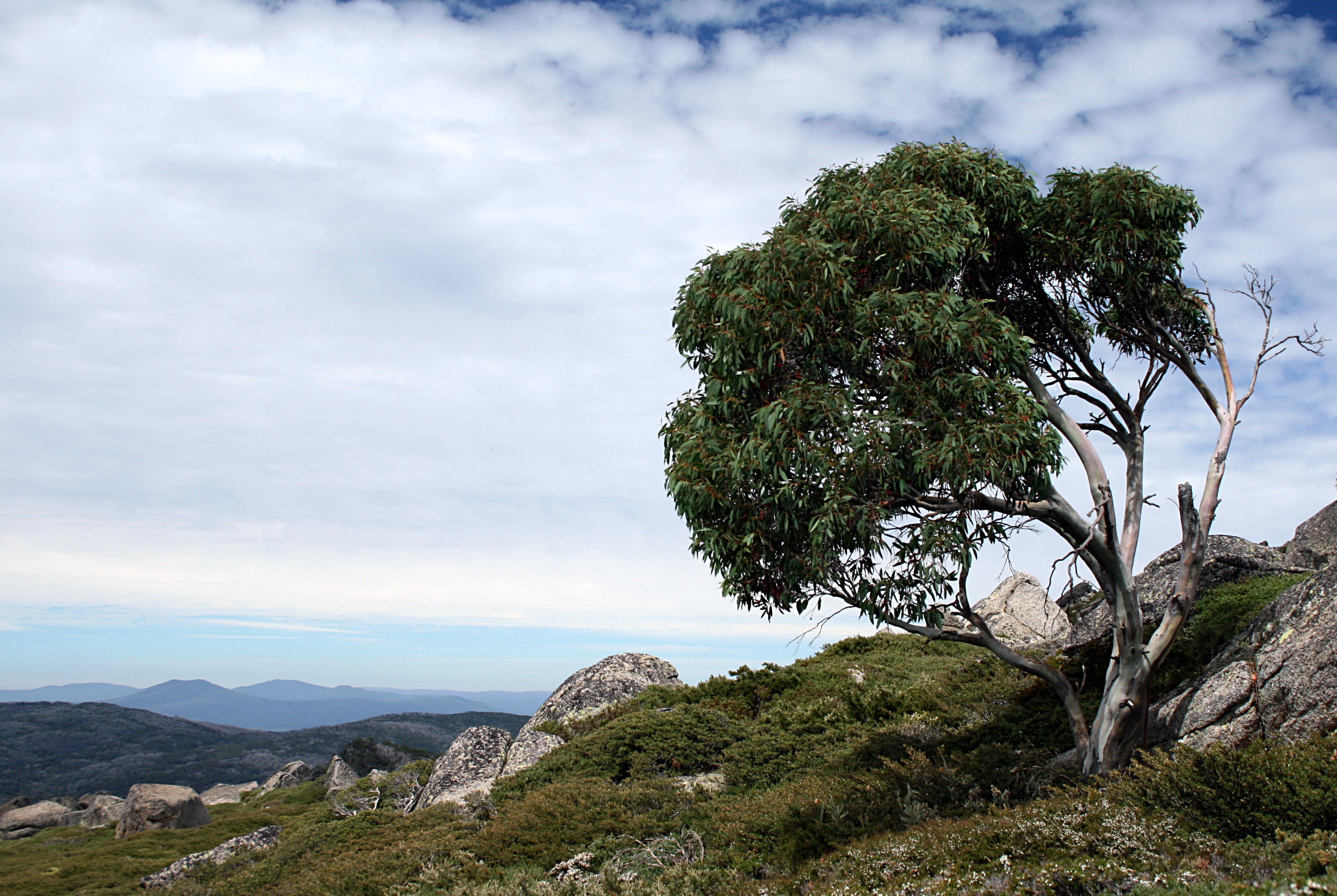 Eucalyptus pauciflora - Wikiwand