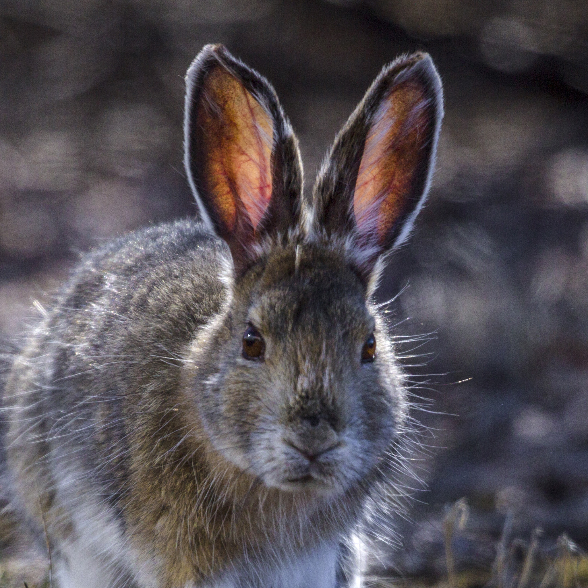 Snowshoe Hare | National Geographic