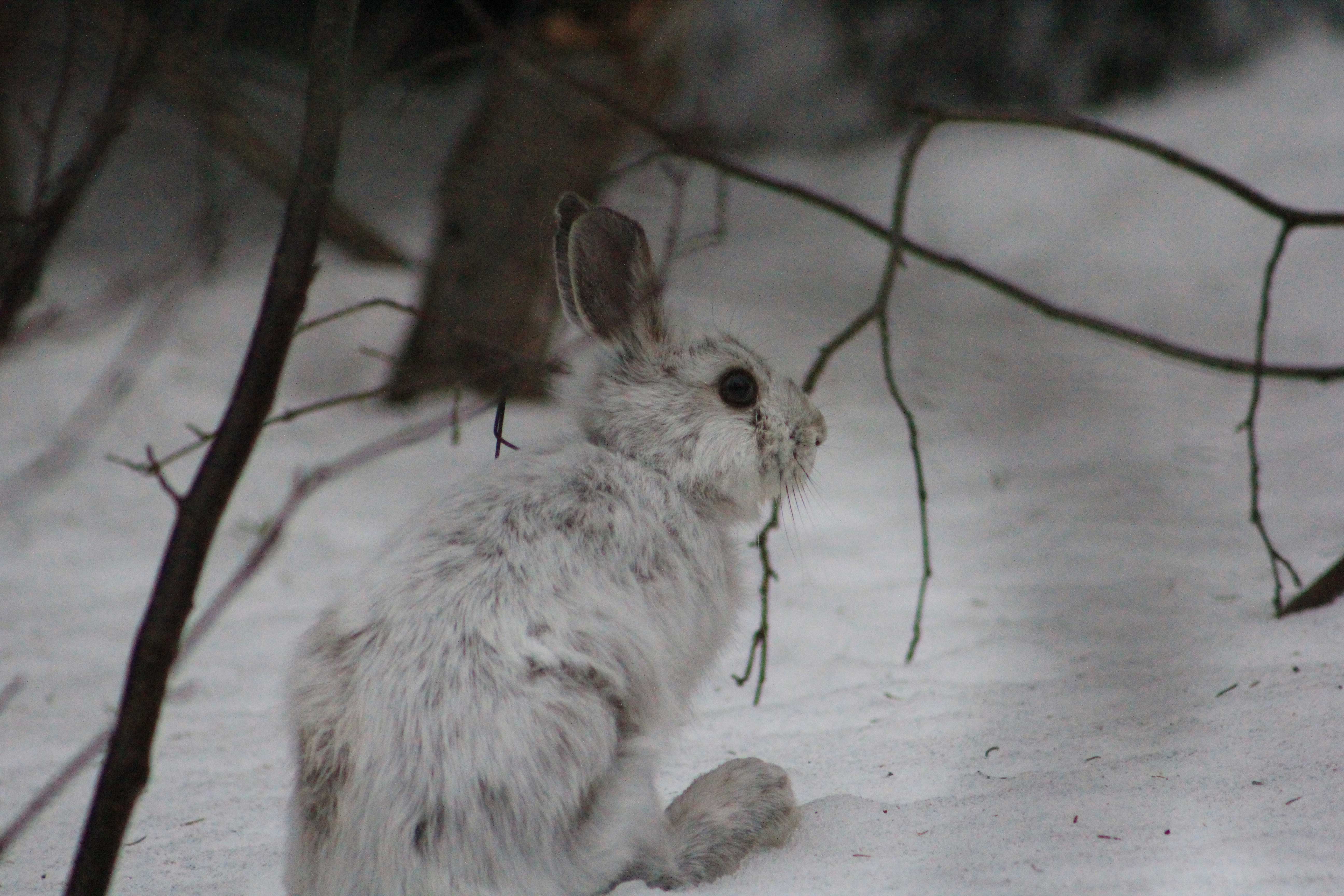 MSU researchers find Michigan's snowshoe hare population dropping ...