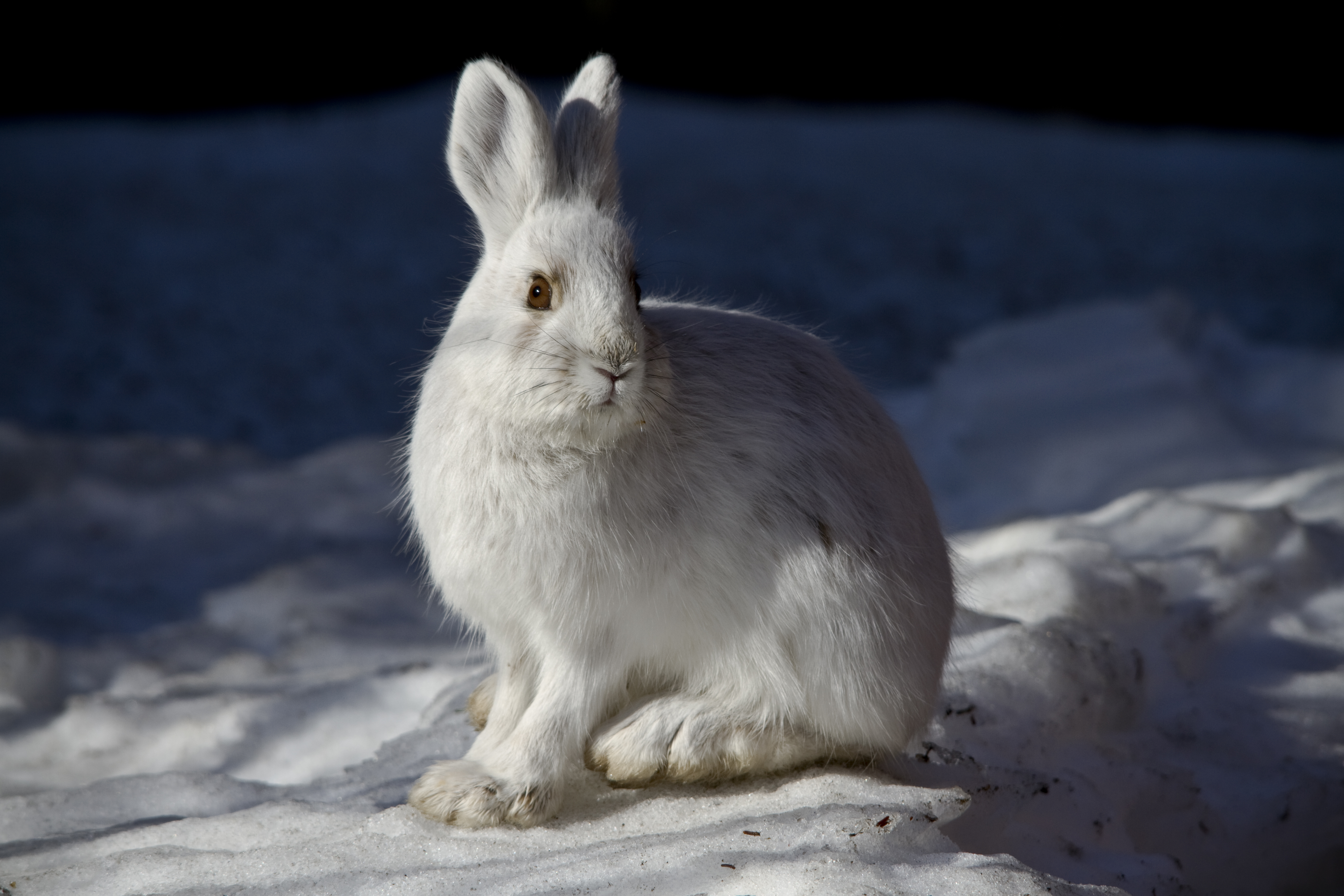 File:Snowshoe Hare (6187109754).jpg - Wikimedia Commons