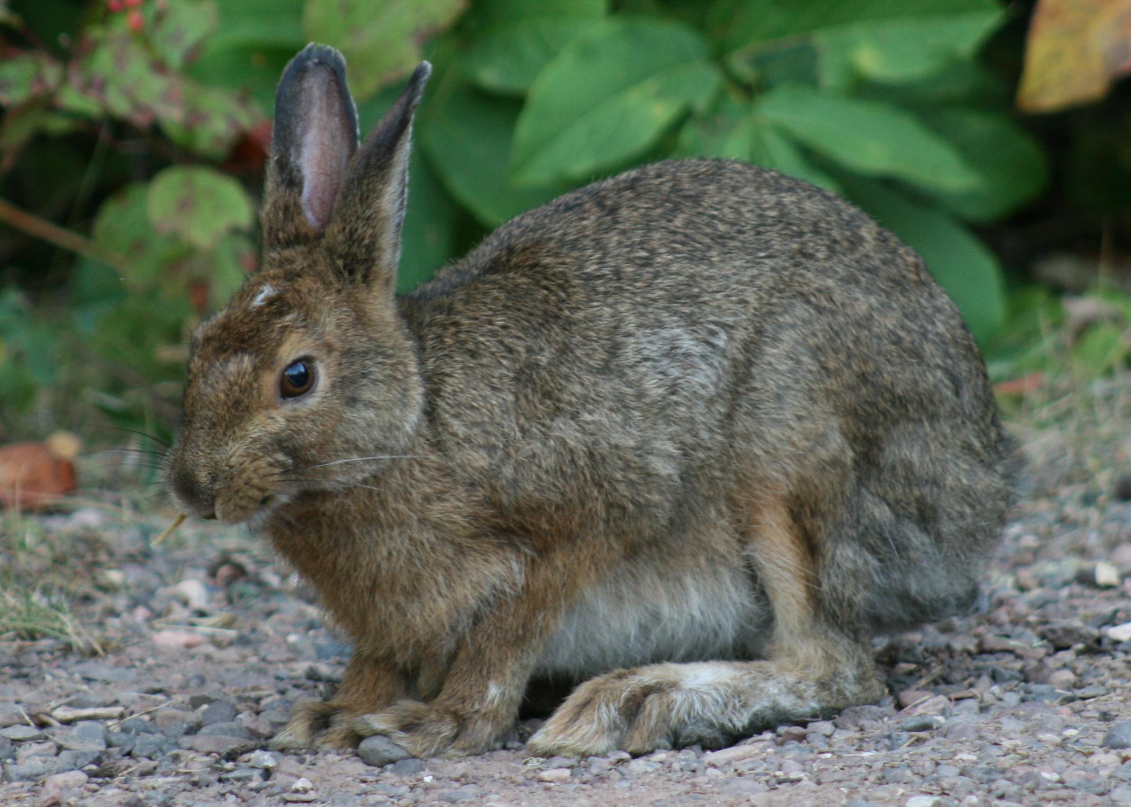 Brown Snowshoe Hare : Photos, Diagrams & Topos : SummitPost