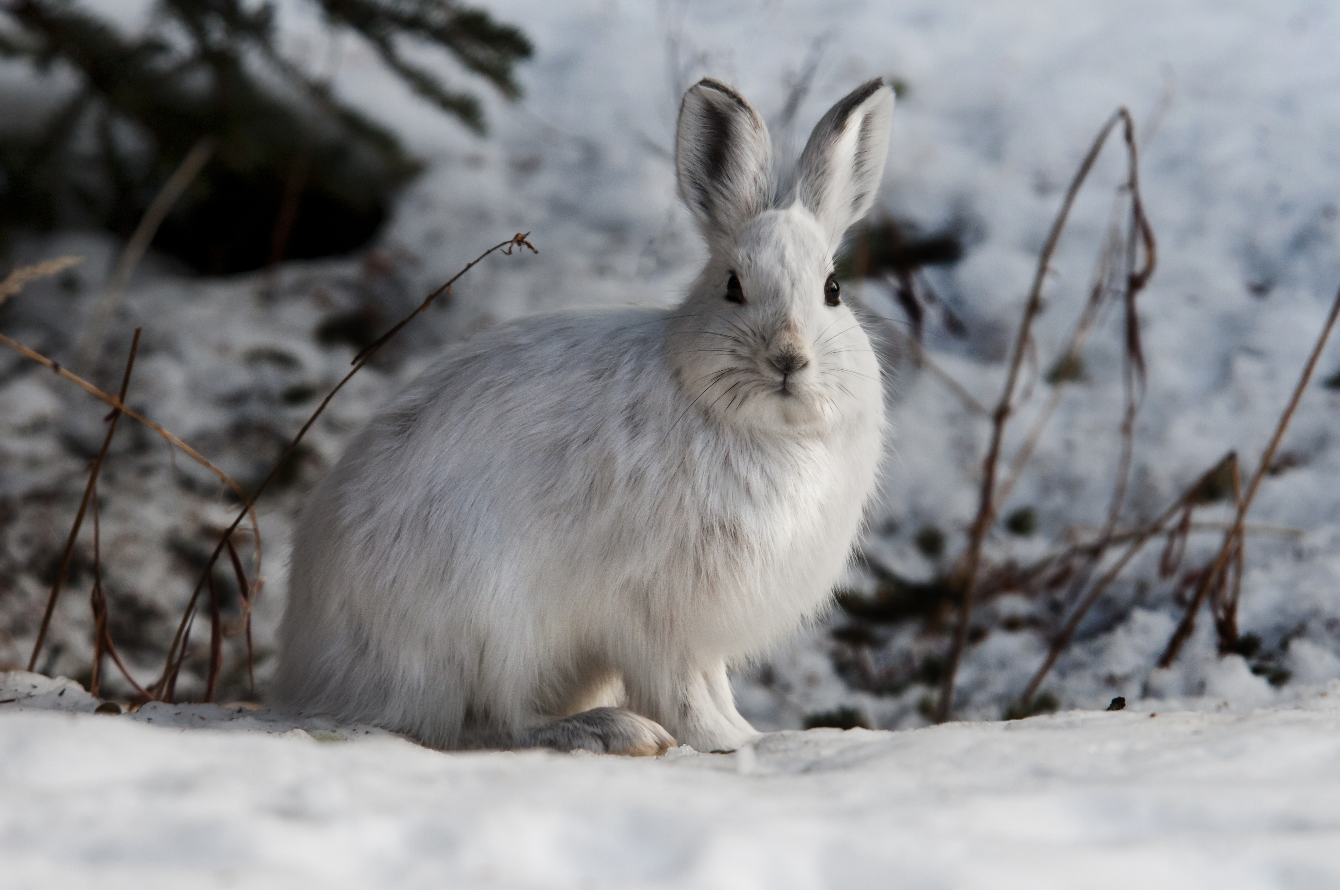 File:Snowshoe Hare- Alert (6990916044).jpg - Wikimedia Commons