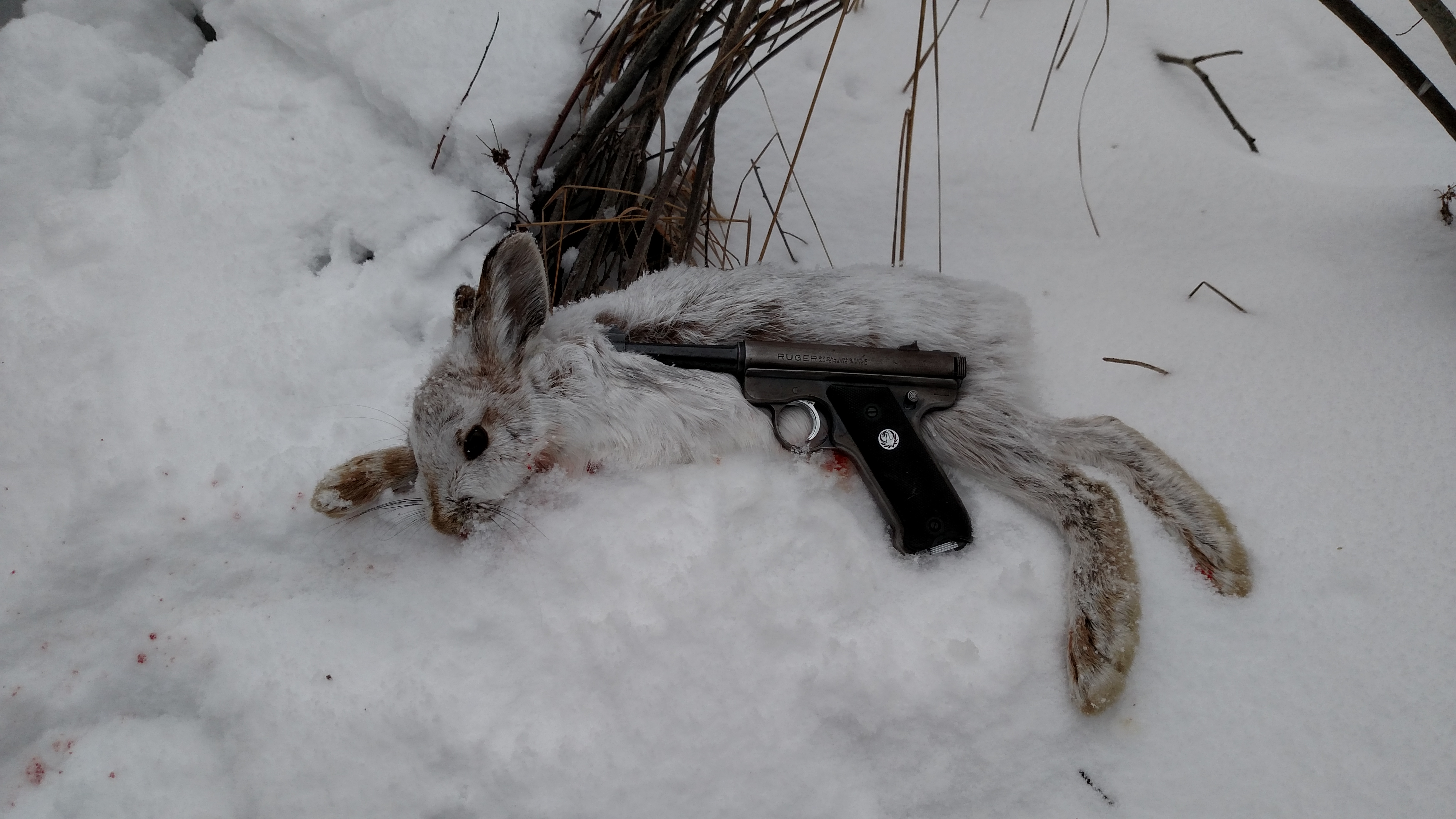 Snowshoe Hare | Michigan Sportsman - Online Michigan Hunting and ...