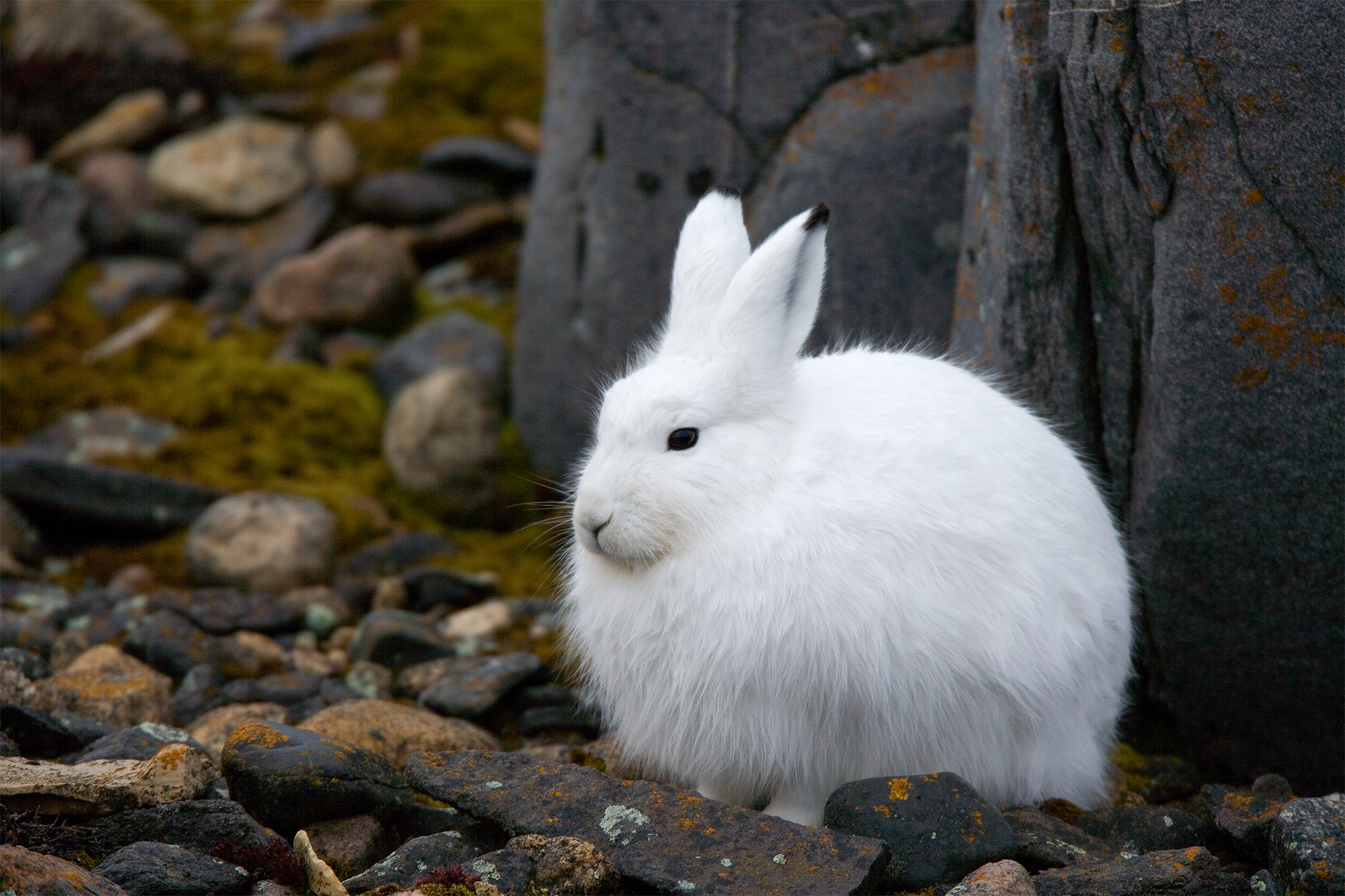 Can Snowshoe Hares Evolve to Cope With Climate Change?