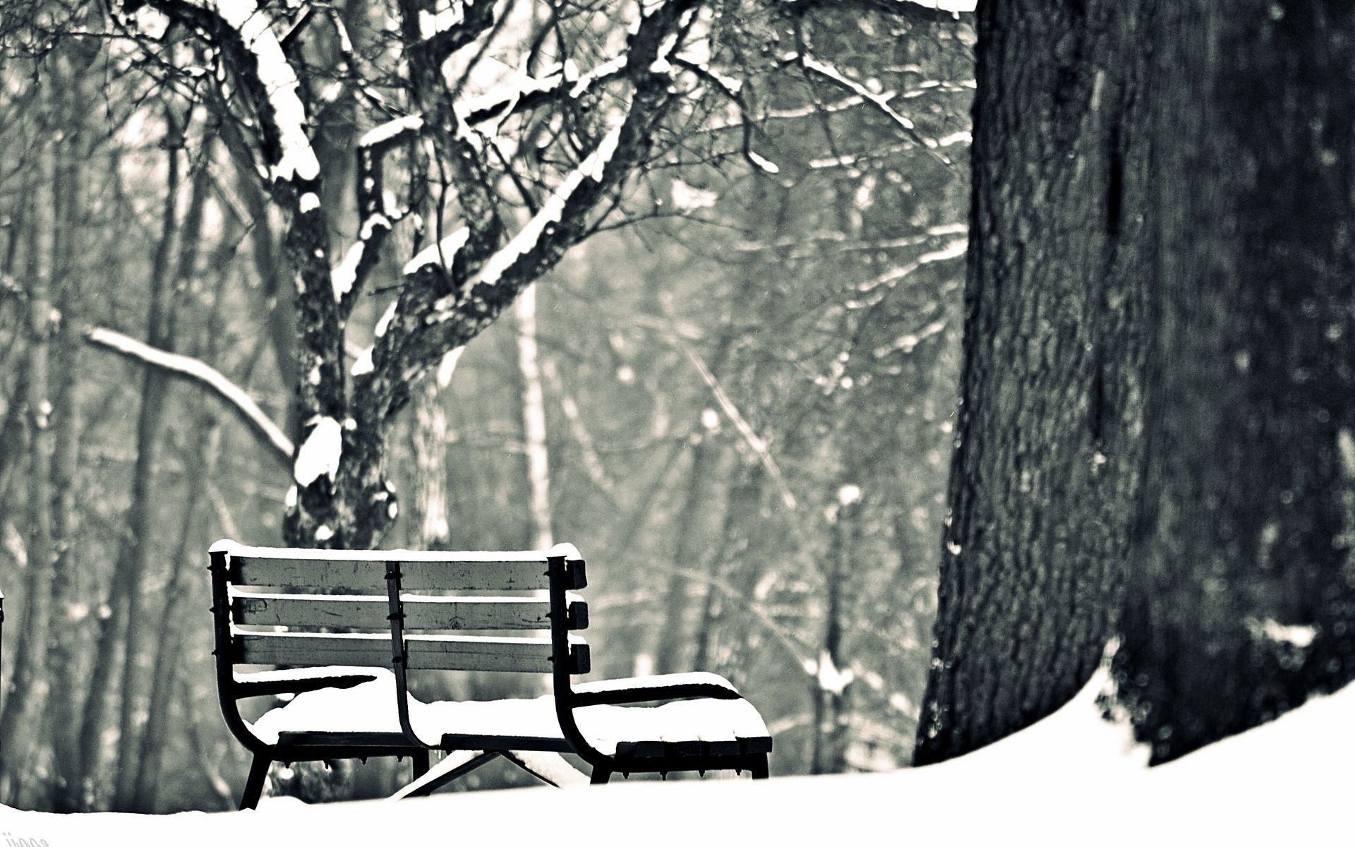 Bench In The Snowy Park - WallDevil