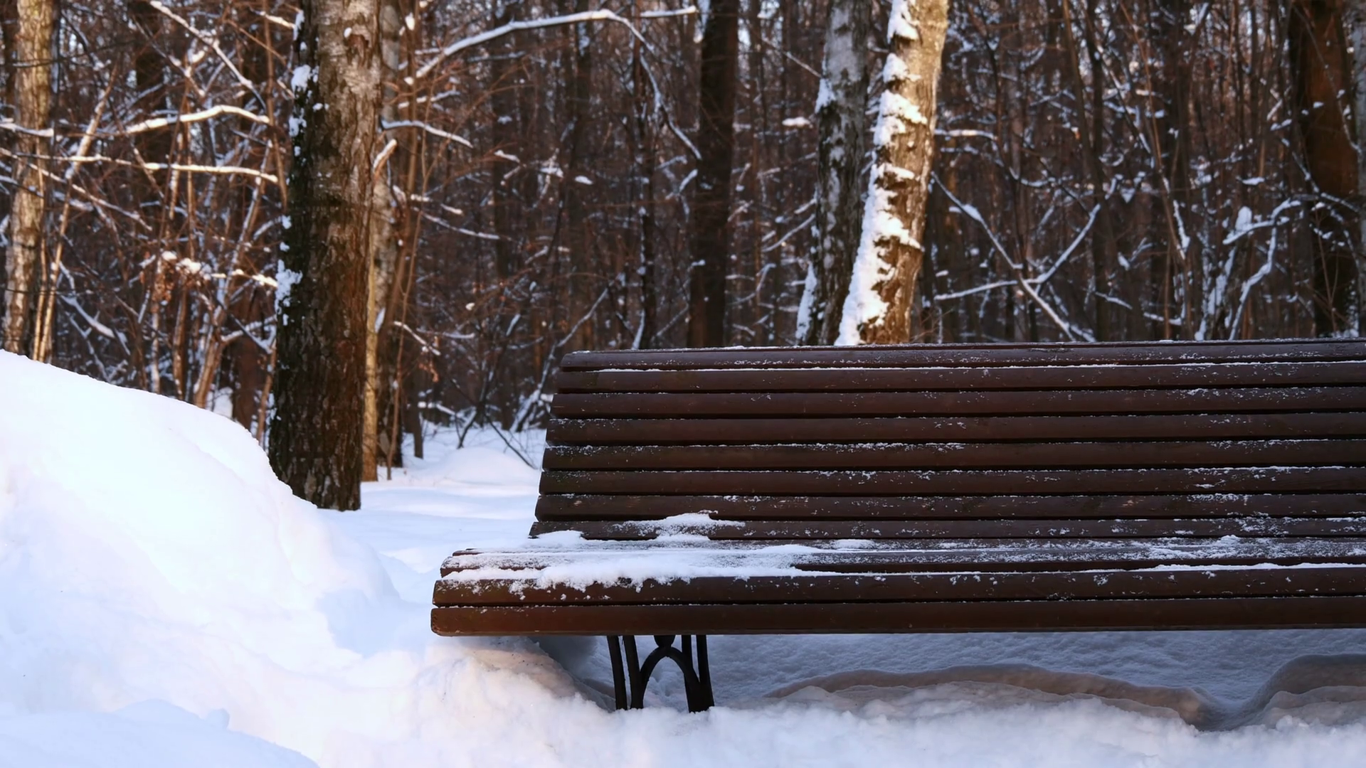 Empty Snowy Bench In Winter Forest Stock Video Footage - Videoblocks