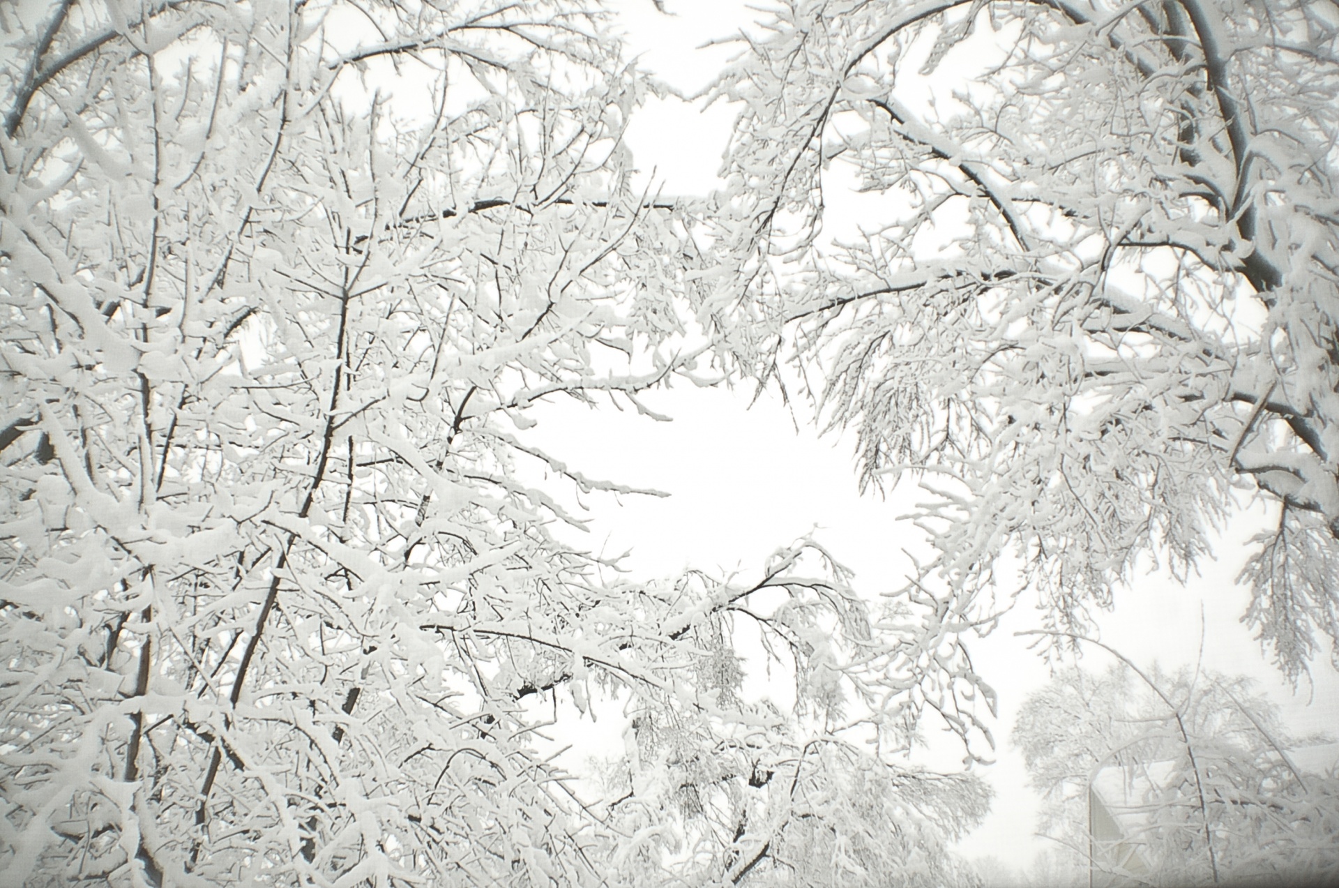 Snowy Branches Free Stock Photo - Public Domain Pictures