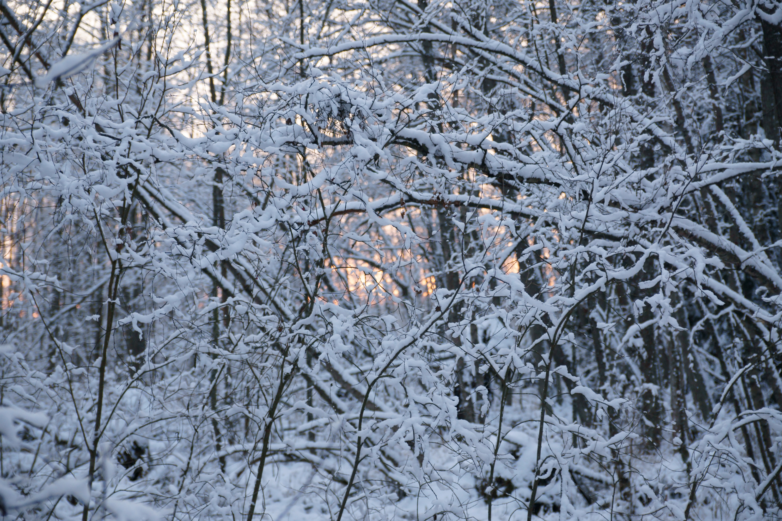 File:Snowy branches and sunset.JPG - Wikimedia Commons