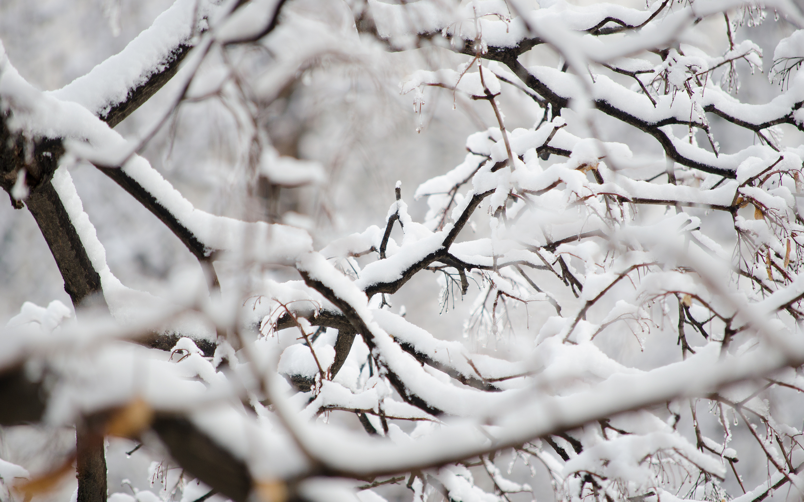 Snowy Branches wallpapers | Snowy Branches stock photos