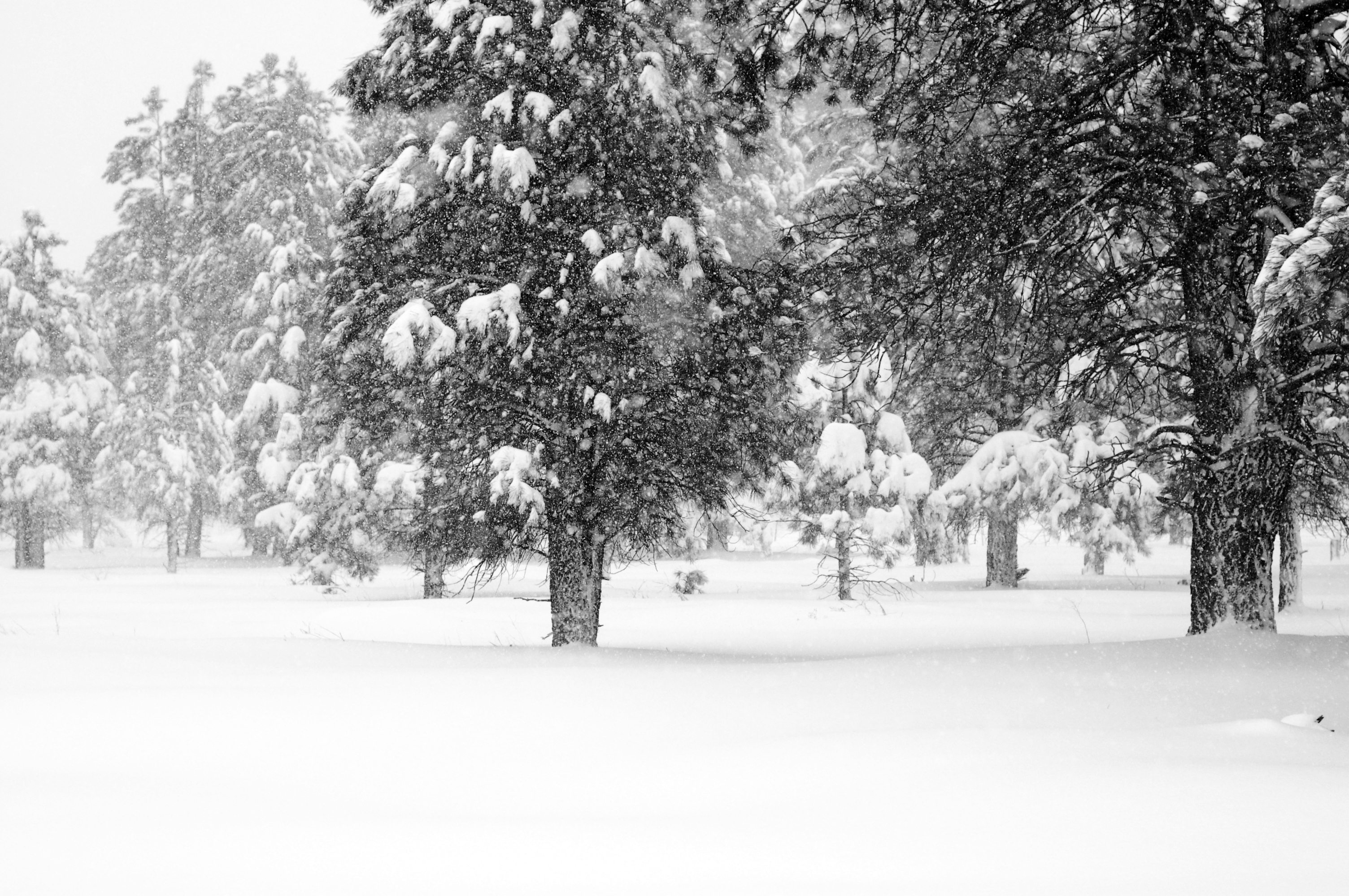 Snowy Day in Flagstaff