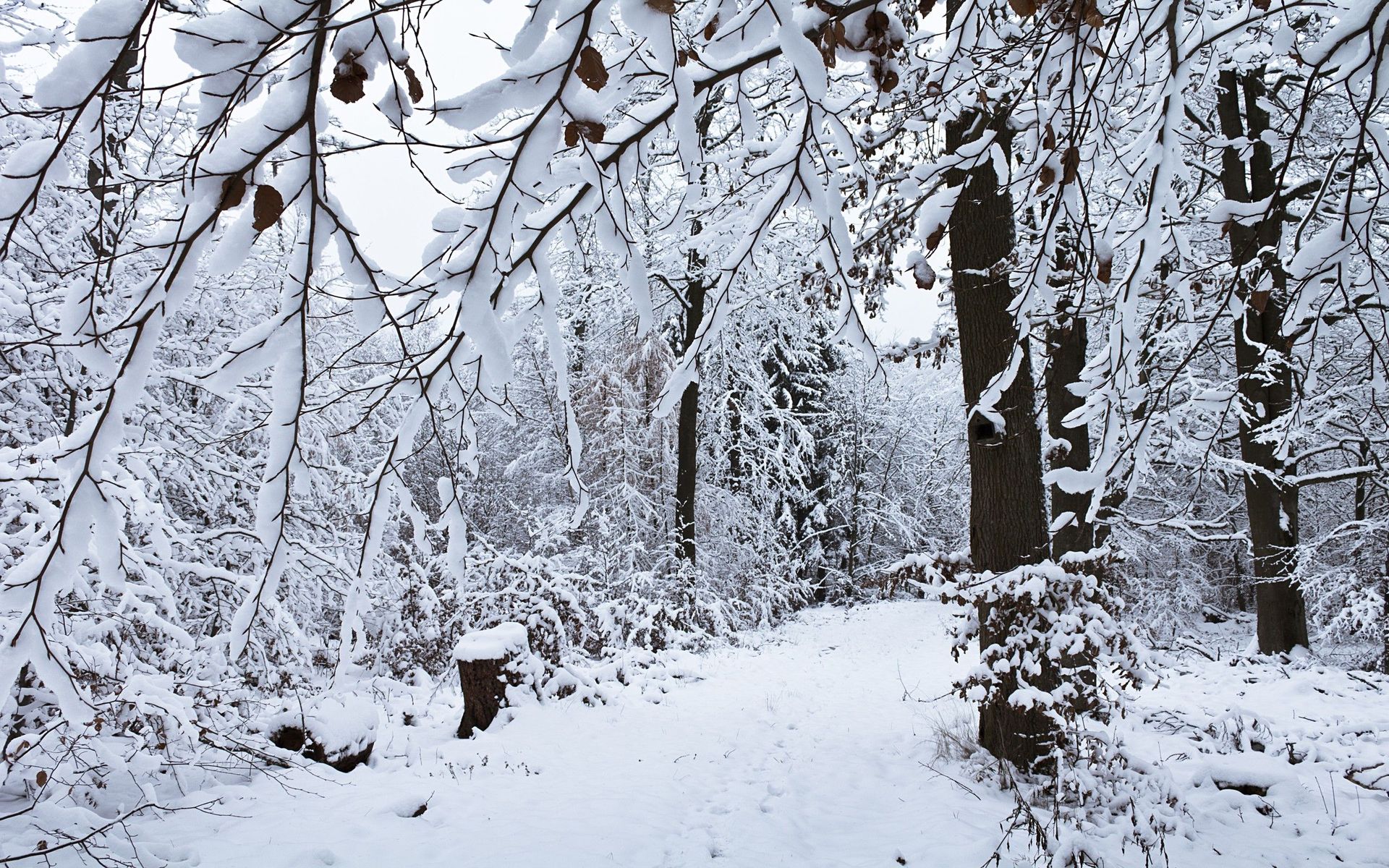 free-photo-snowy-day-black-branches-b-w-free-download-jooinn