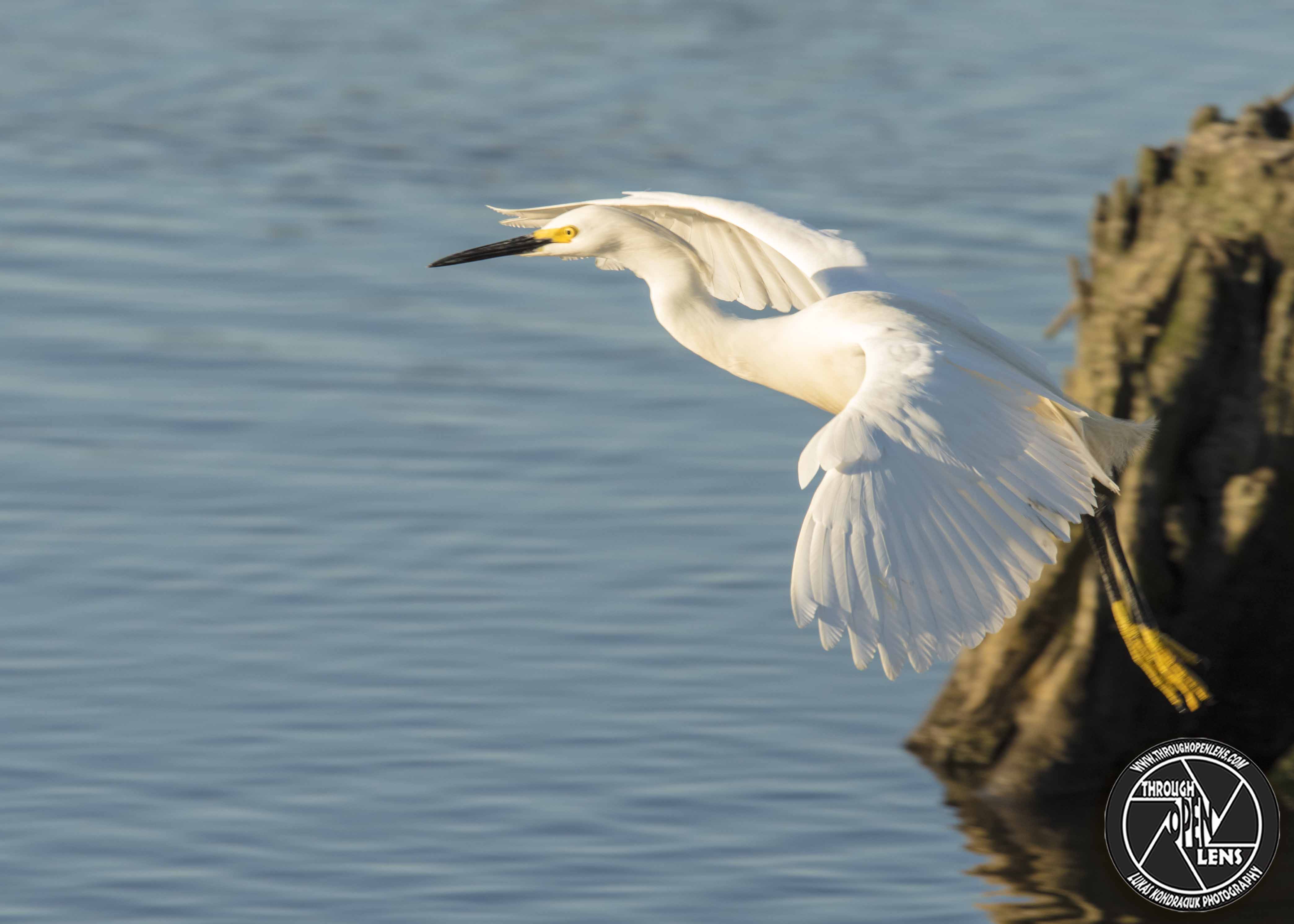 Snowy Egret – Through Open Lens
