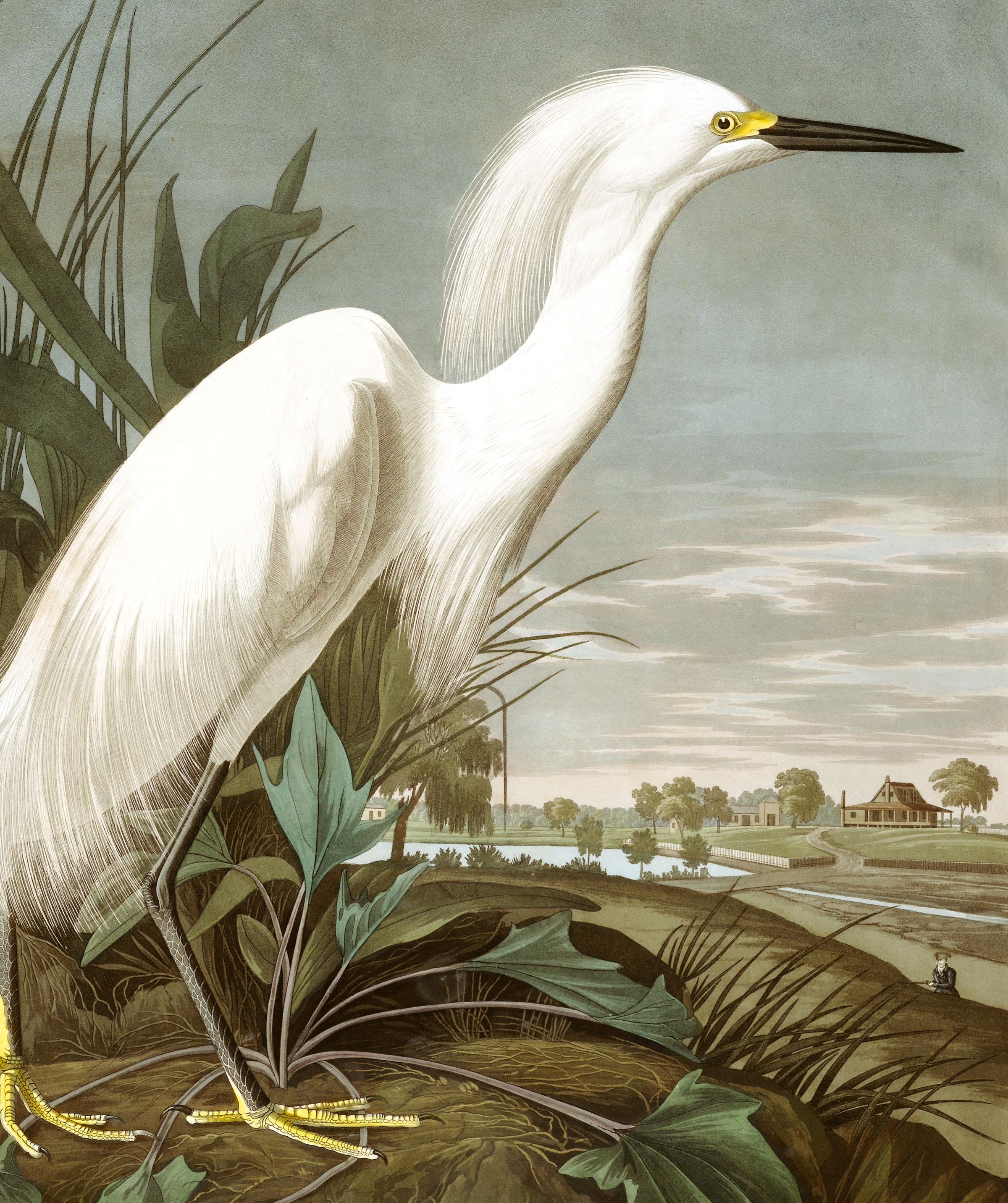 Snowy Heron, or White Egret | John James Audubon's Birds of America