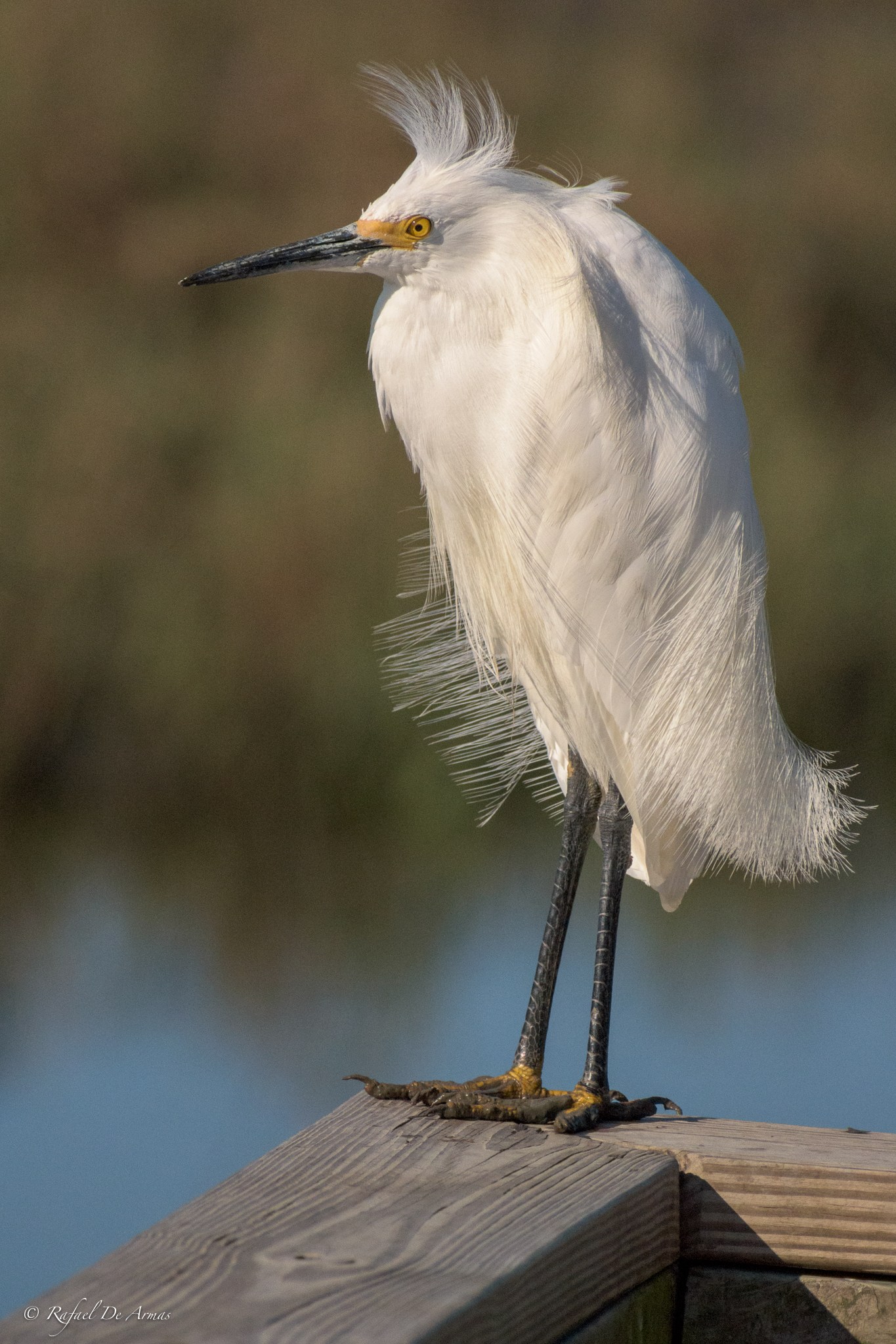 Snowy Egret Having a Bad Hair Day - NatureGraphy