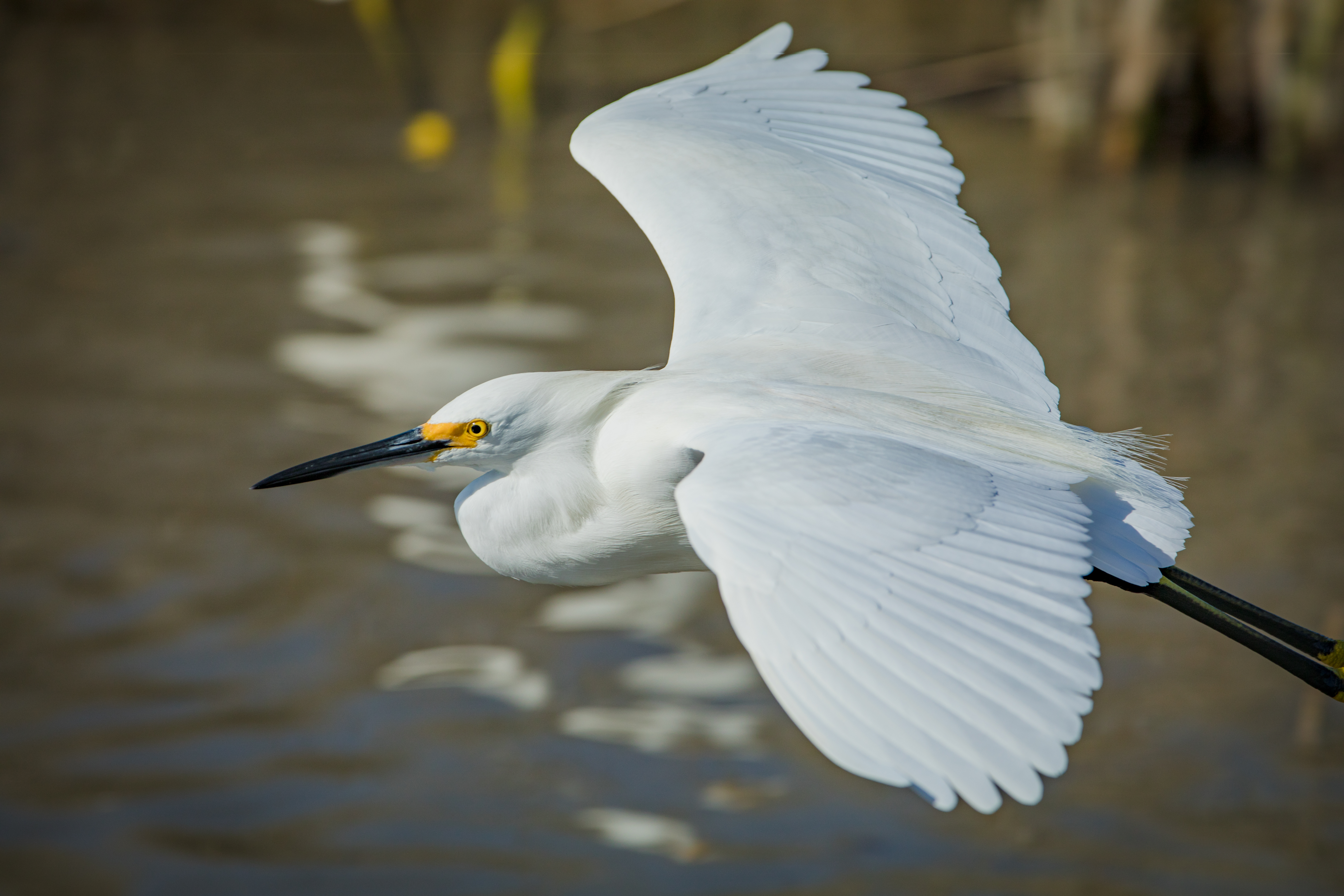 Snowy Egret Photo Album | TGO Nature Center