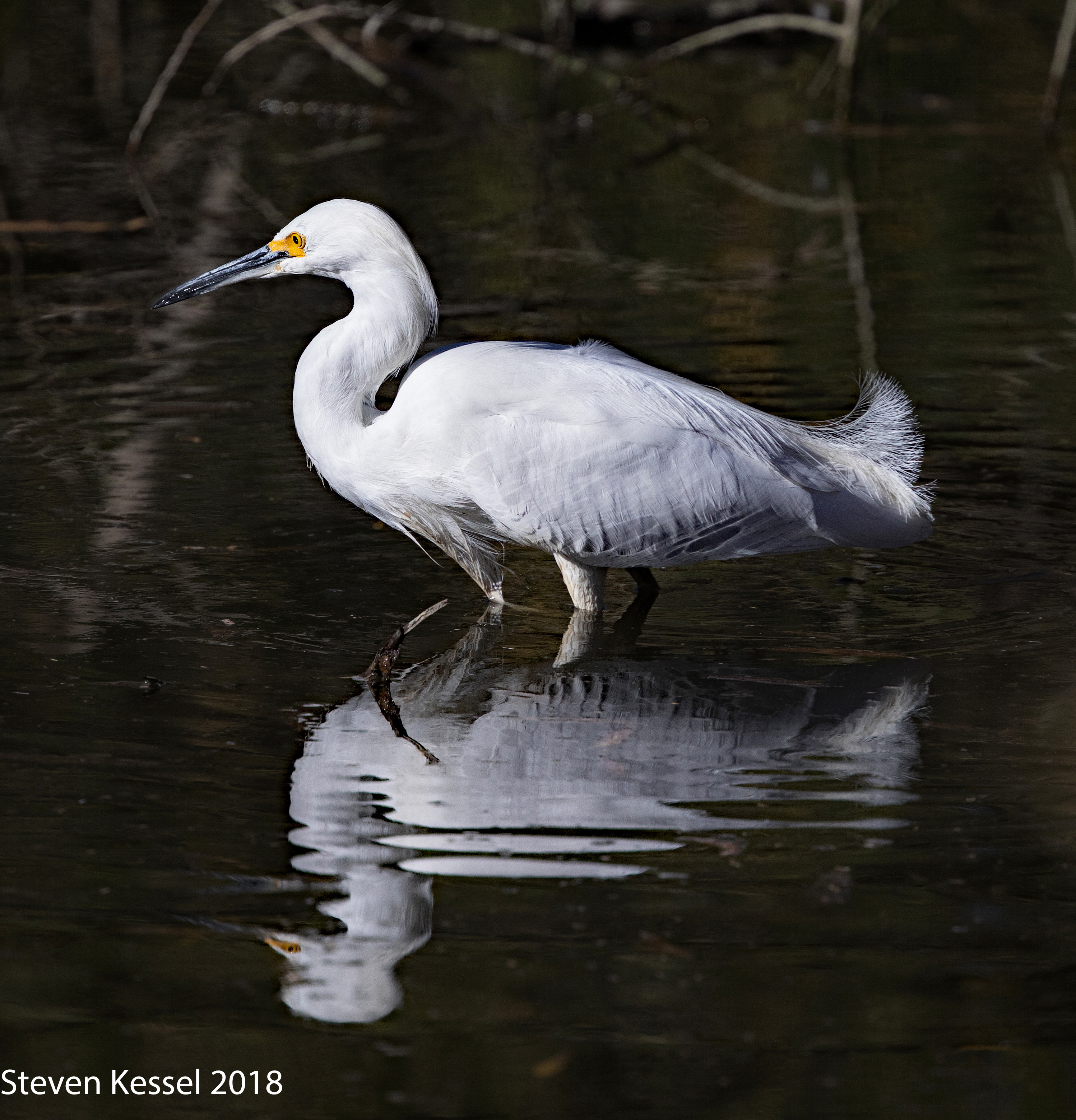 Snowy Egret In Breeding Plumage | Sonoran Images